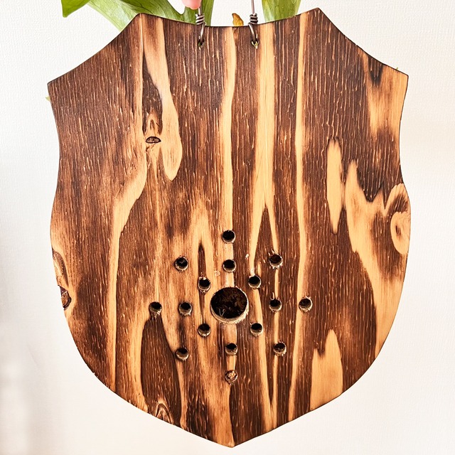 ビカクシダ グランデ 板付 【観葉植物 壁掛け コウモリラン】