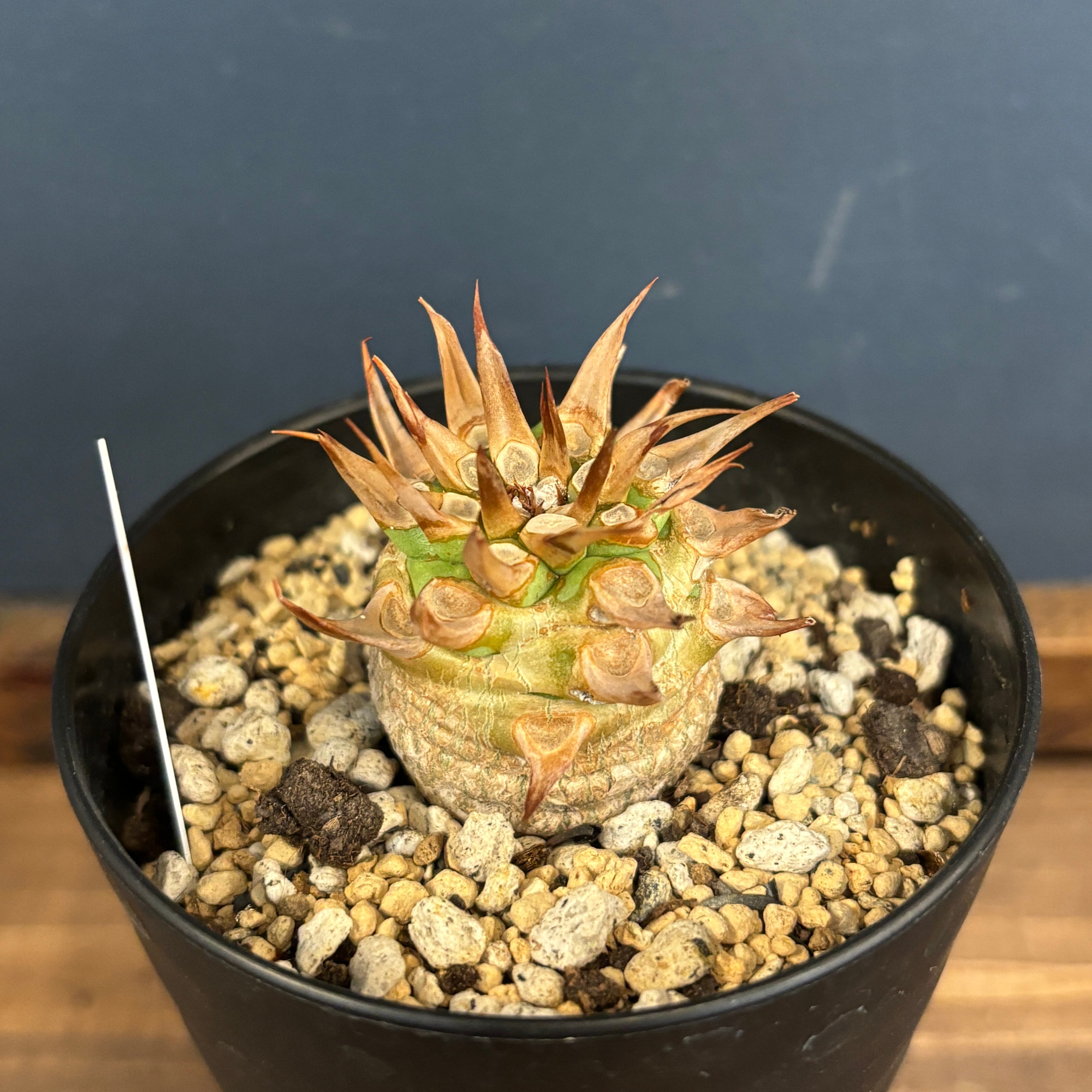 ユーフォルビア サピニー 実生 No.3 塊根植物 ビザールプランツ ユーフォルビア サピニー 実生 No.3 塊根植物 ビザールプランツ