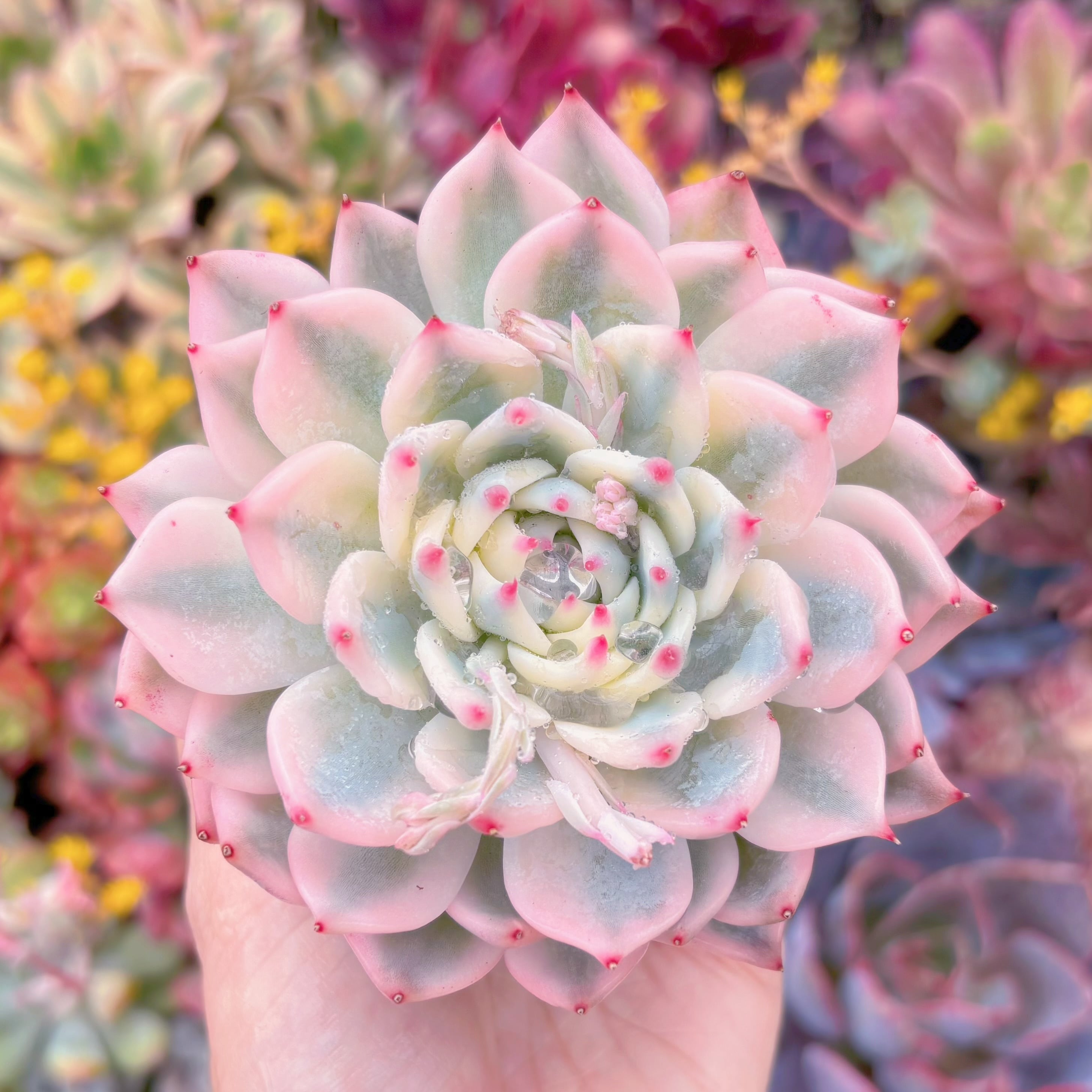 現品　チワワ錦#F045　極上株　るる農園