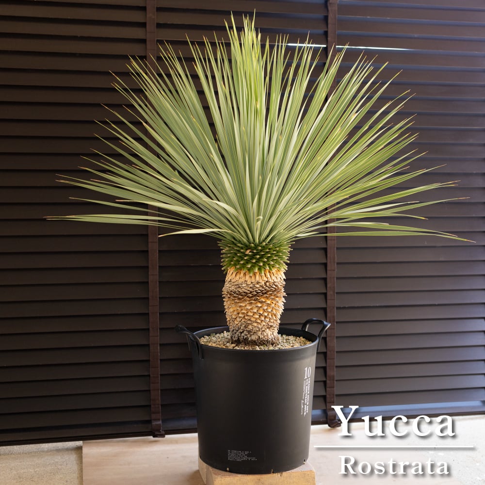 ◆ユッカロストラータ Yucca rostrata 《H=約1.1m・13号ポット》◆ ドライガーデン ロックガーデン 古き 南国リゾート 113 ◆ユッカロストラータ Yucca rostrata 《H=約1.1m・13号ポット》◆ ドライガーデン ロックガーデン 古き 南国リゾート 113