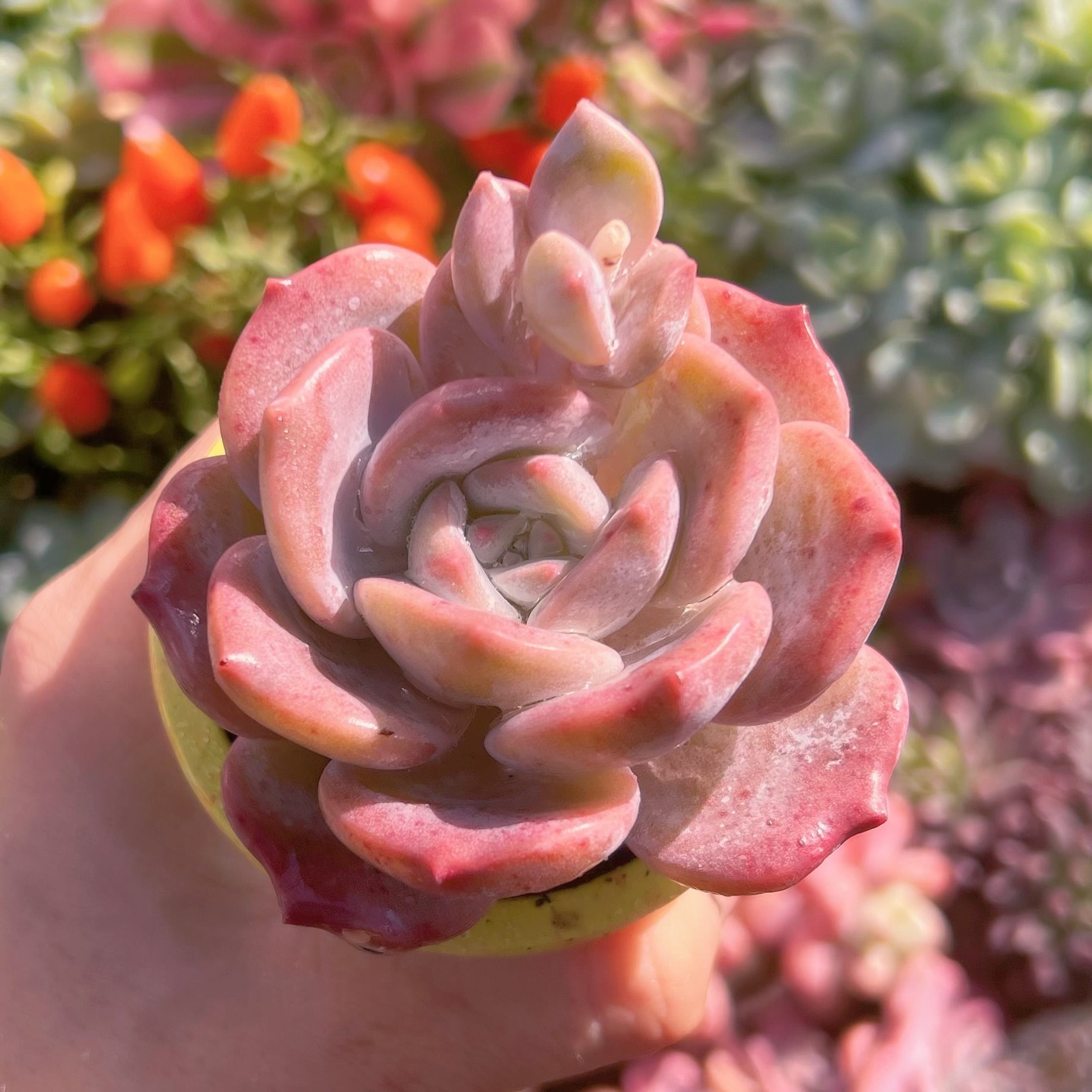 多肉植物　桜雪　新入荷　るる農園