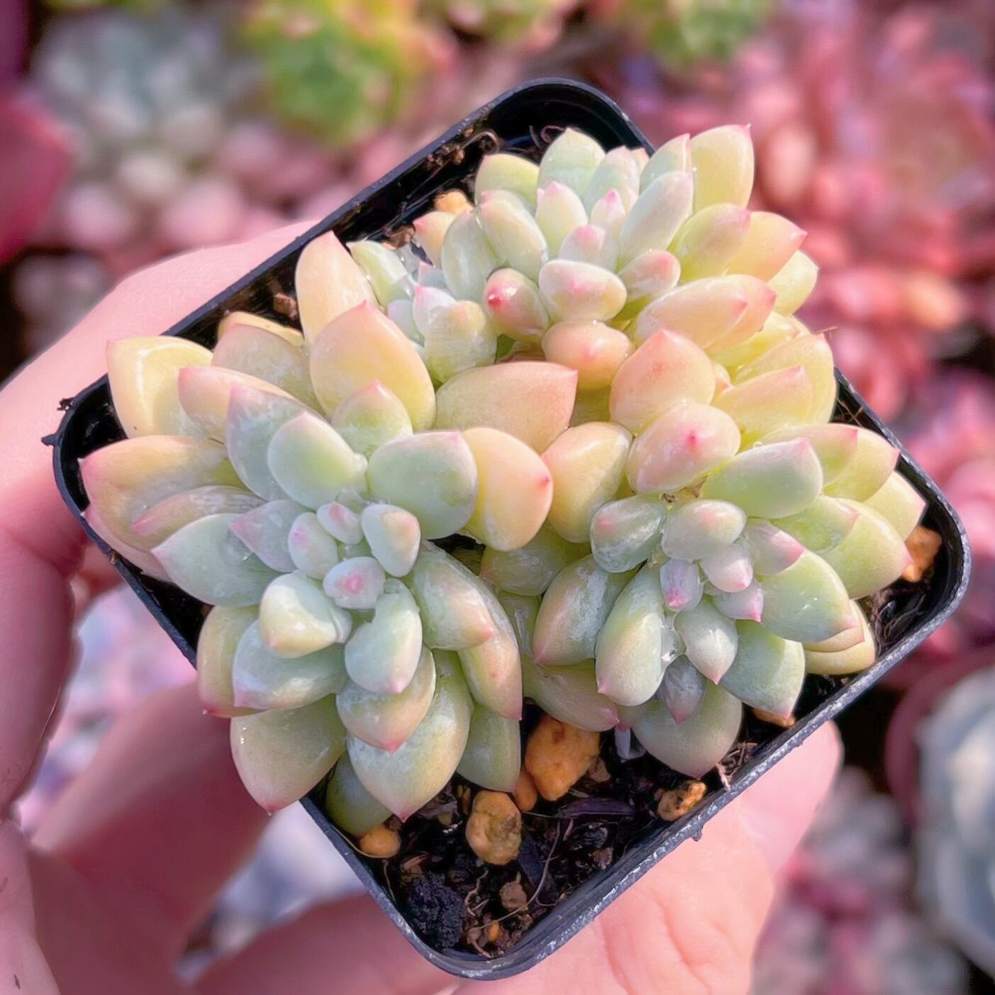 現品　ストロベリークリーム#3011    古株   るる農園