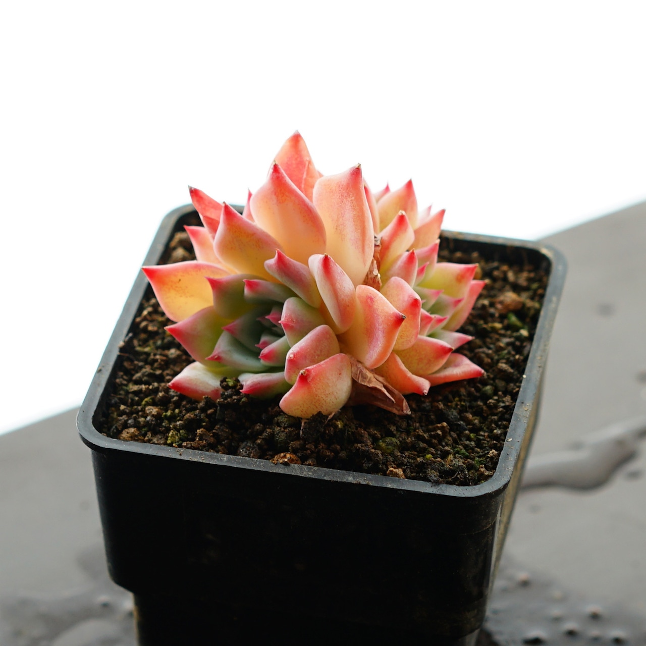 発根済カット苗 AKマリア 3〜5頭群生 Echeveria 'AK Maria'