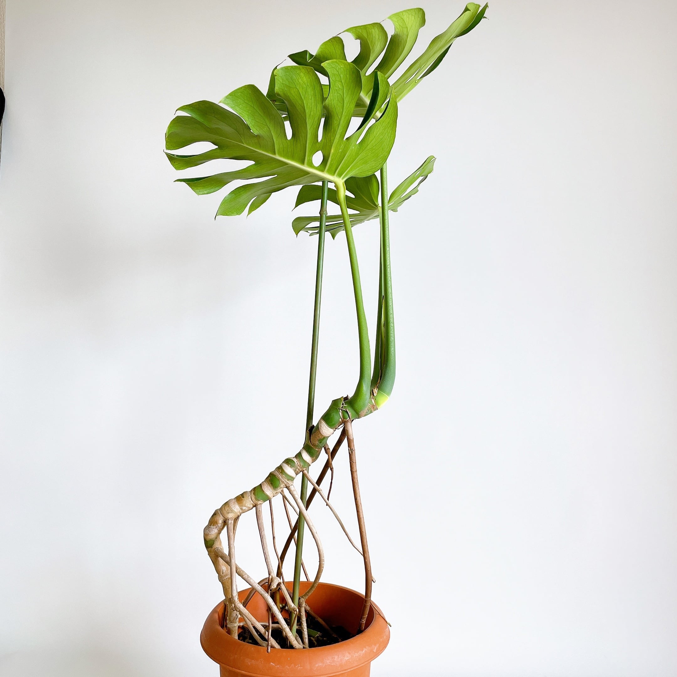 希少！幹上り モンステラ デリシオーサ 幹立ち 根上り 幹曲げ