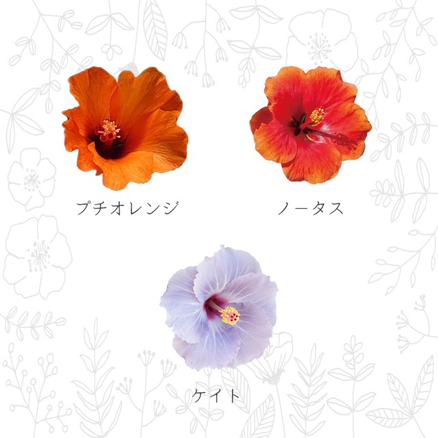 ロングライフハイビスカス3.5号4色MIX【レア品種・屋内向け】