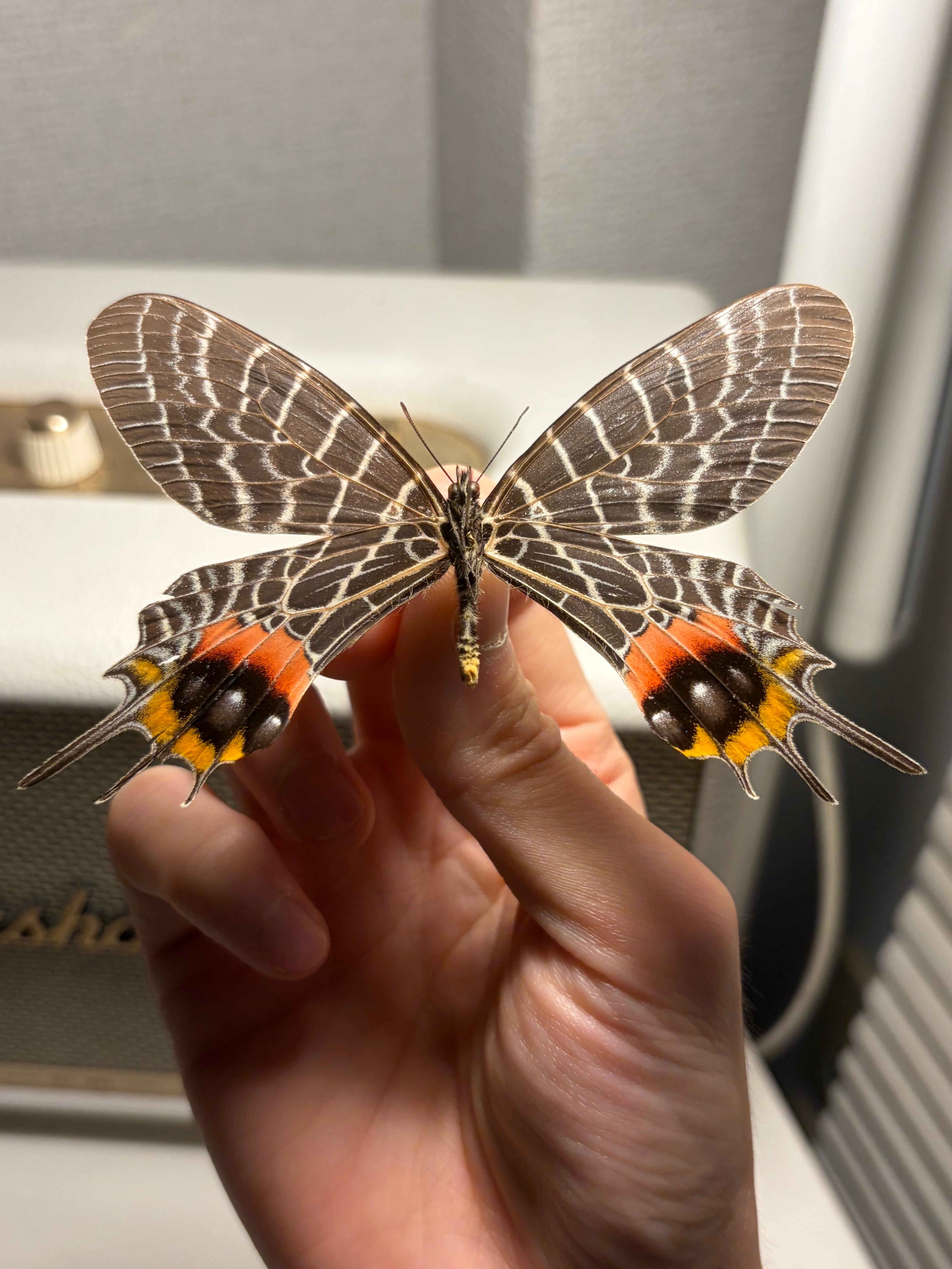 印度産】インドシボリアゲハ 標本 Bhutanitis 蝶 チョウチョ モルフォ