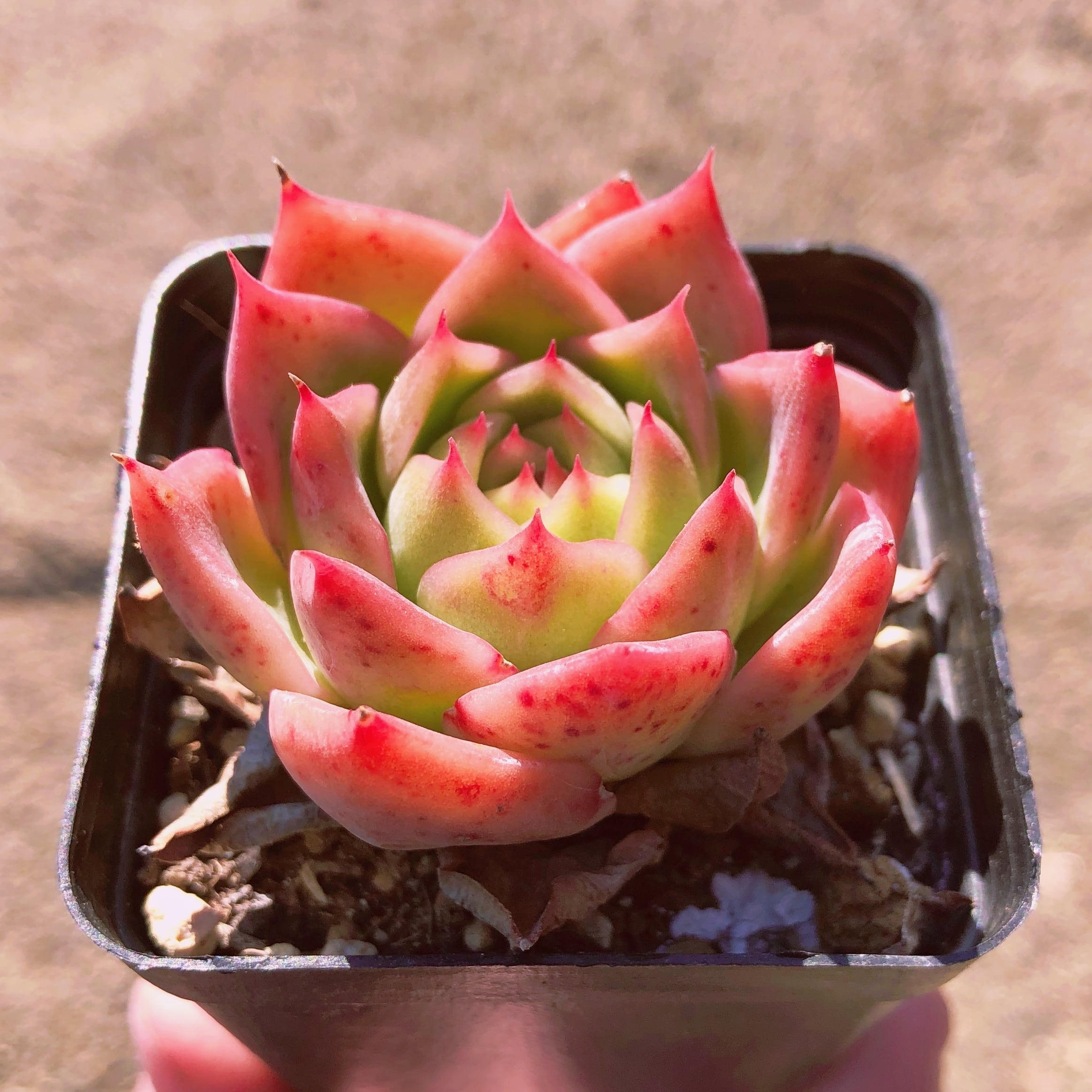 多肉植物　瑠璃殿　抜き苗