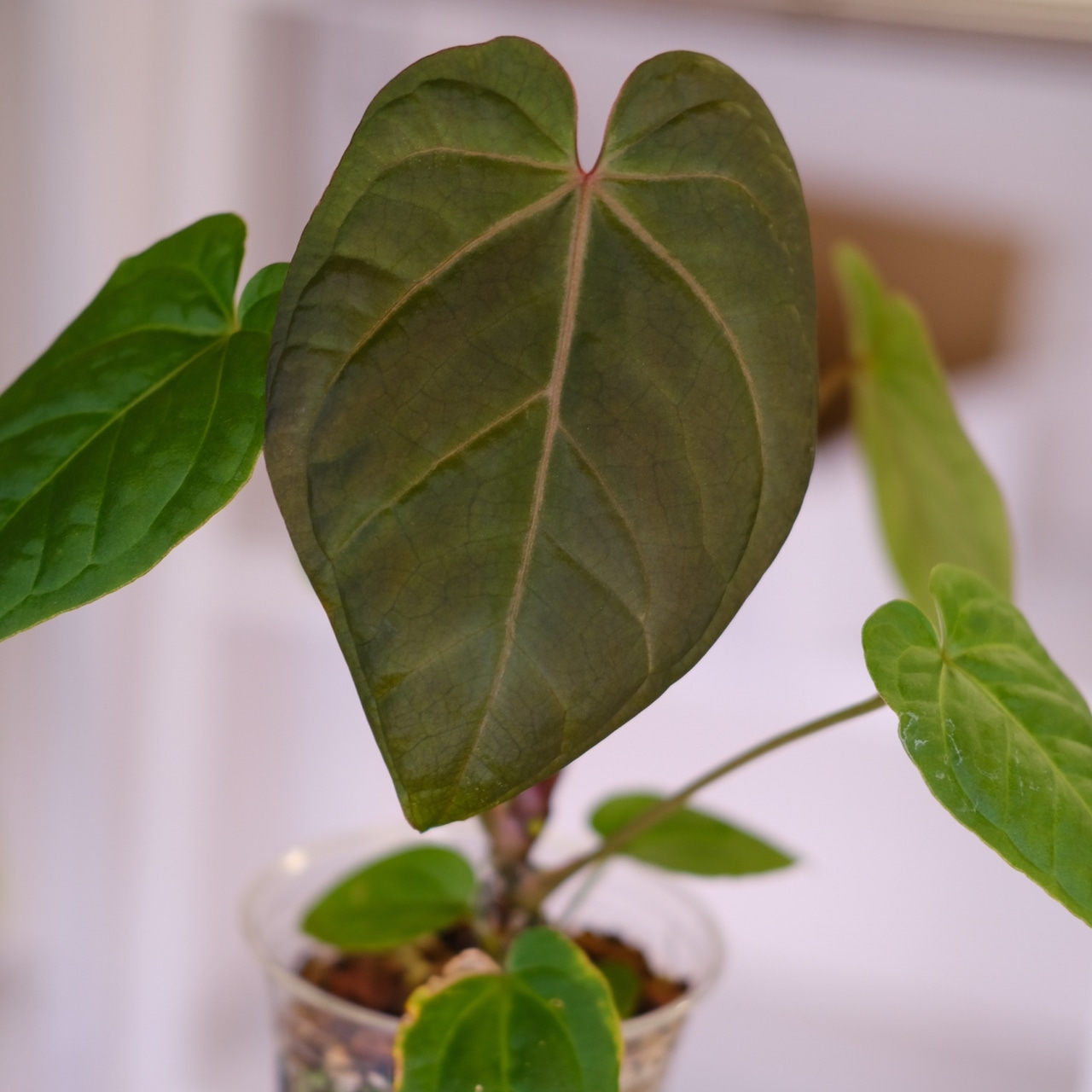 Anthurium kunayalensis × Anthurium Zara 'Michelle'|アンスリウム クナヤレンシス × ザラ・ミシェル|観葉植物