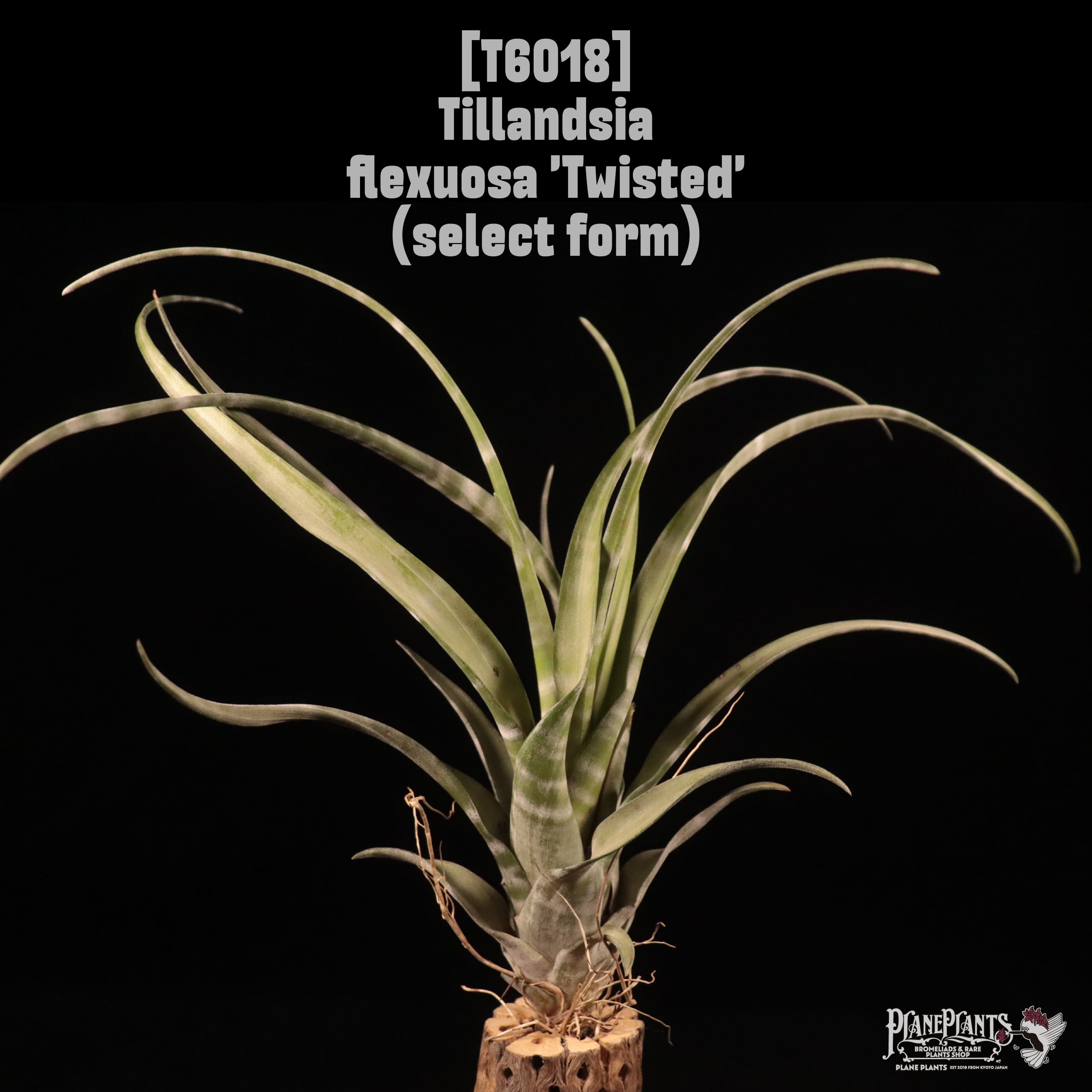 Tillandsia flexuosa 'Twisted' (select form)〔ティランジア〕T6018