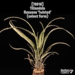 Tillandsia flexuosa 'Twisted' (select form)〔ティランジア〕T6018