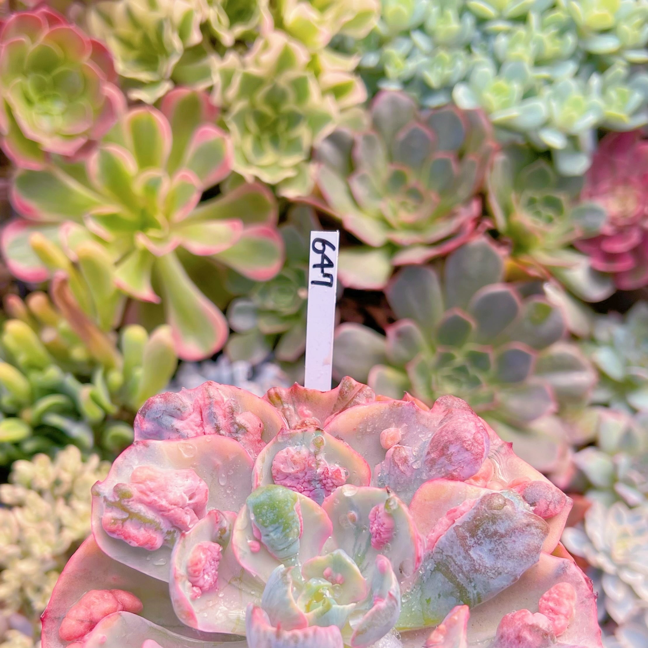 現物 ビヨンセ錦#647 特大群生 新入荷 | るる農園~多肉植物専門