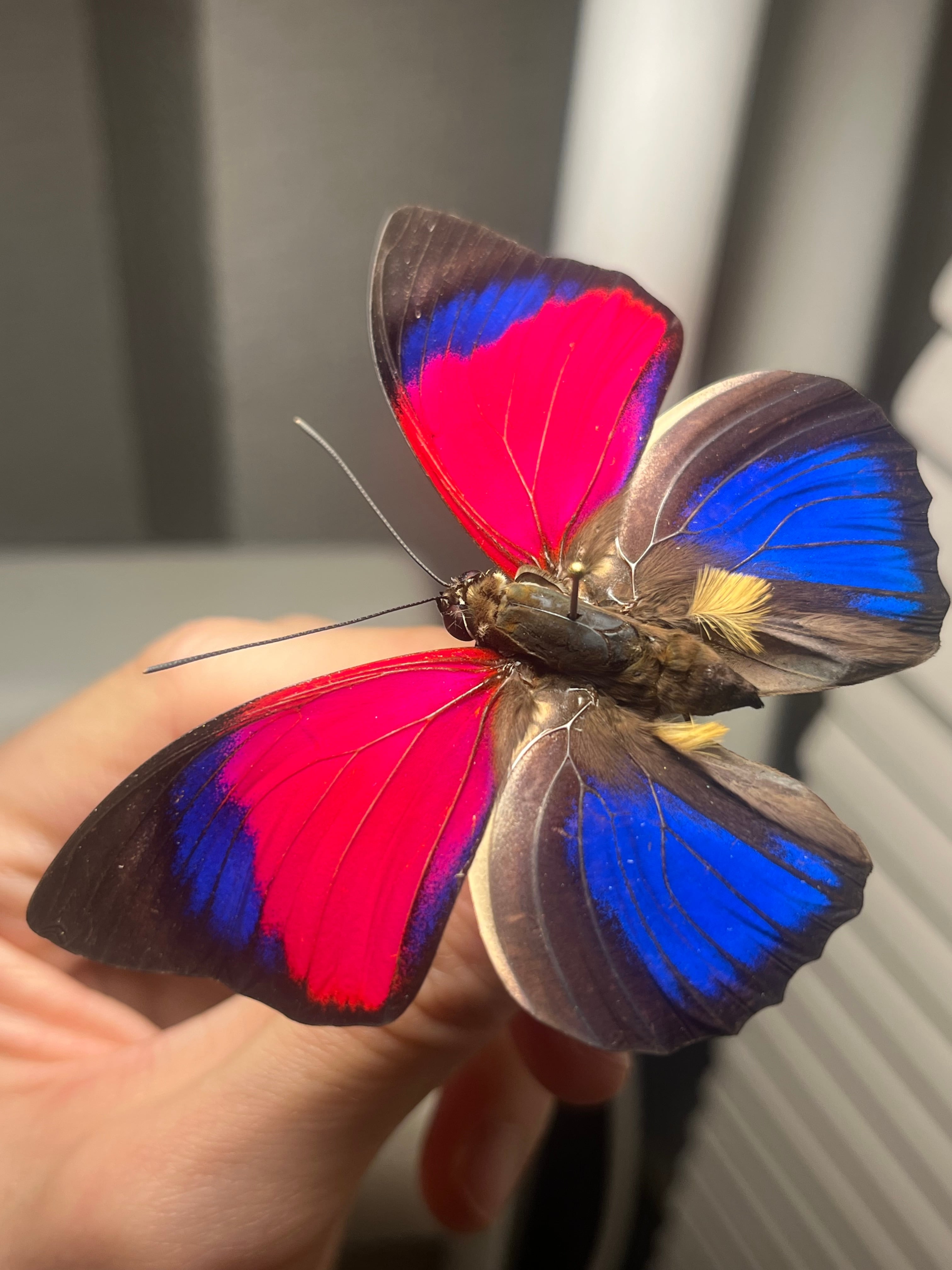 発光感有】アグリアスクラウディナサルダナパルス♂ ミイロタテハ 蝶