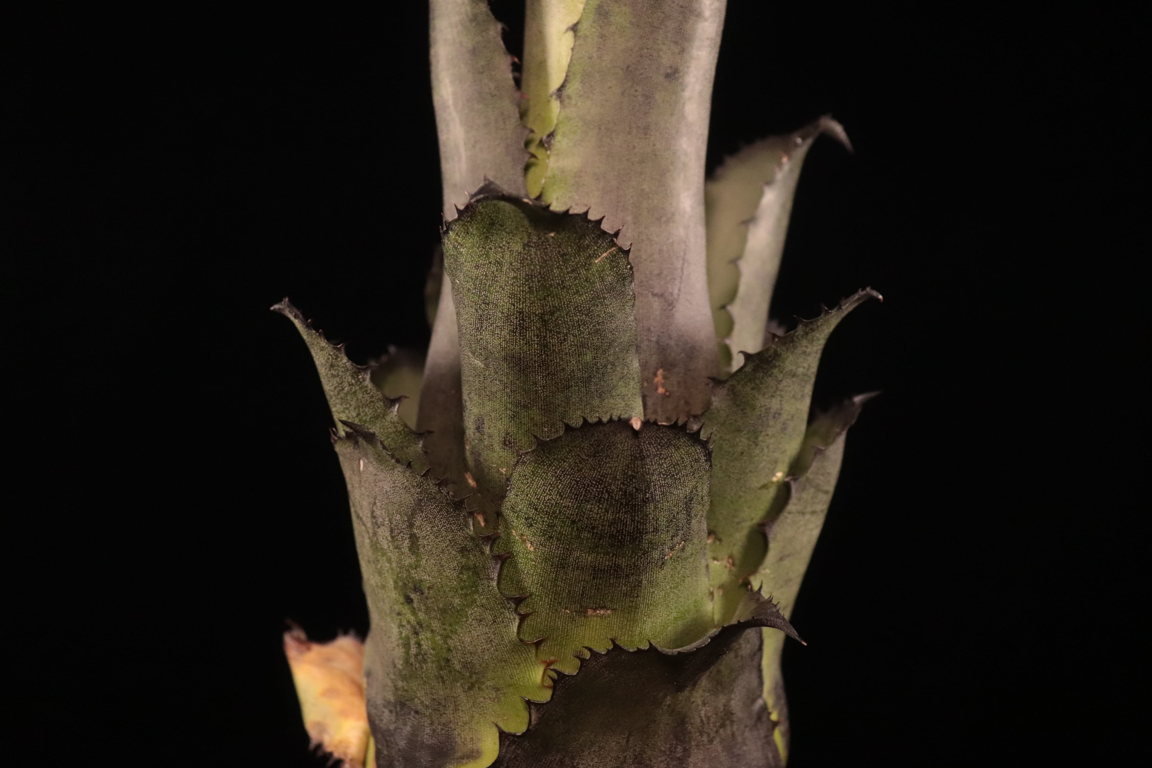 送料無料】Hohenbergia leopoldo-horstii (Double thorn clone