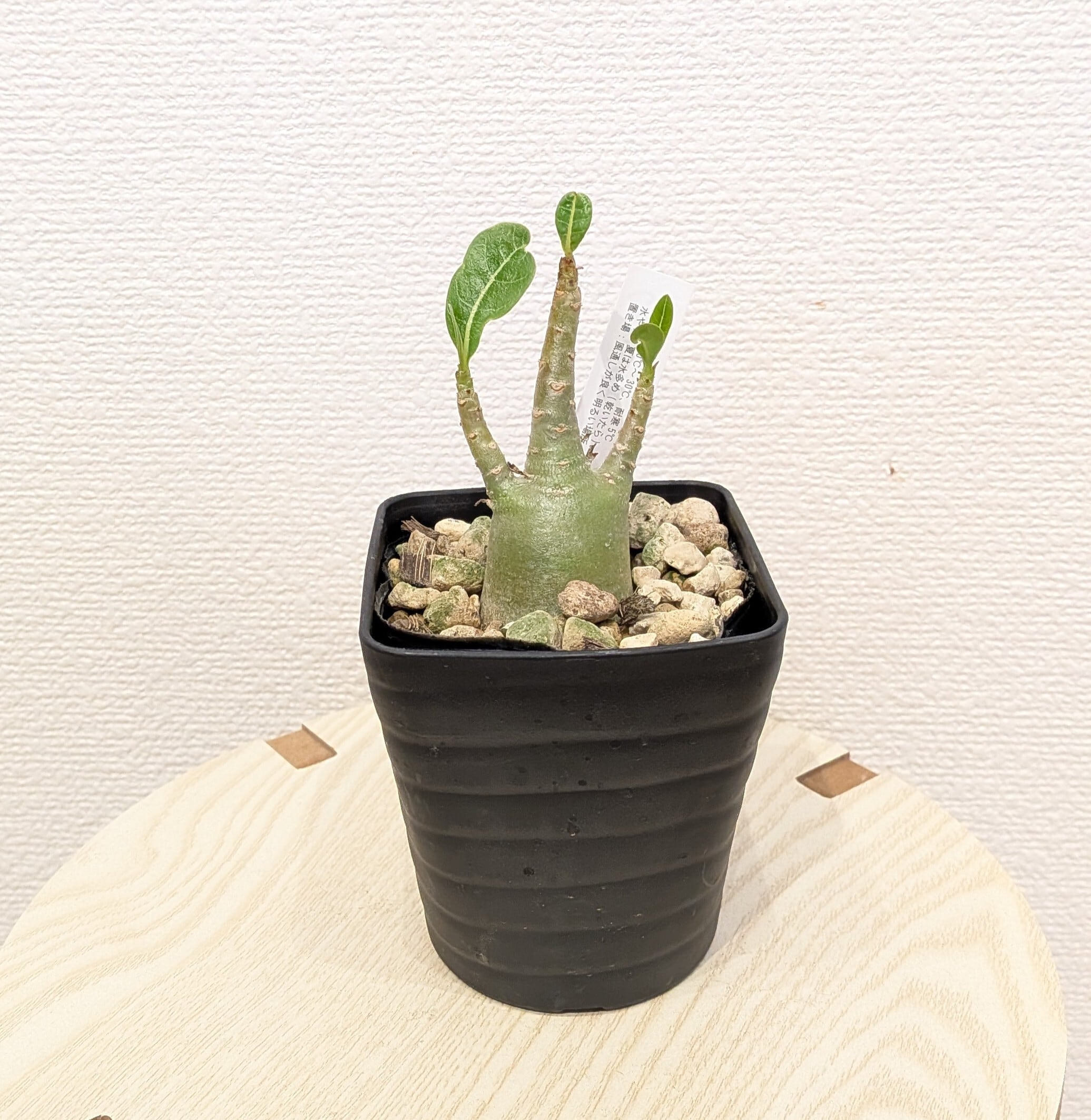 花瓶・ひょうたん型 | PLANTSHUSET