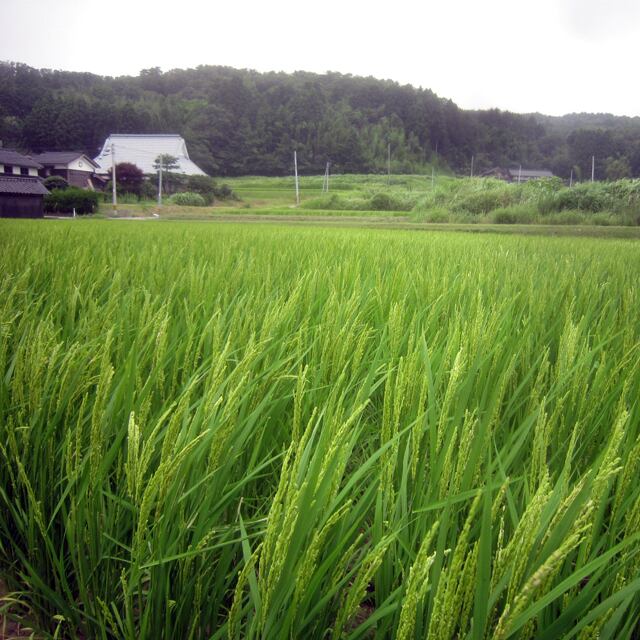 ササニシキ玄米10キロ（令和6年産：自然栽培米） | いつくの