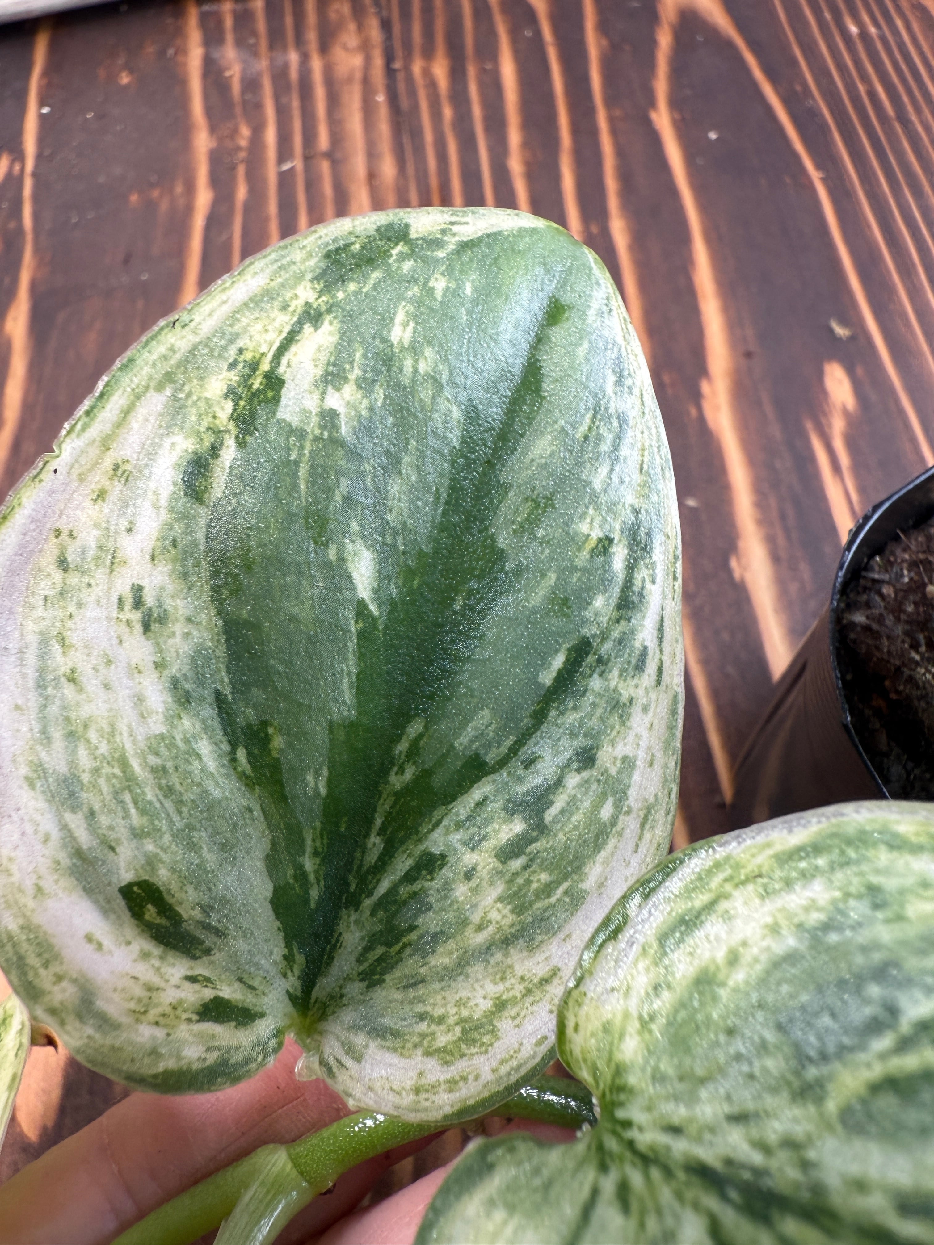 ☆1939【輝くホログラム】スキンダプサス エキゾチカ ホログラム(3.5号