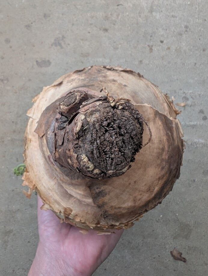 キフォステンマ マクロプス 3 Cyphostemma uter macropus 【発根済