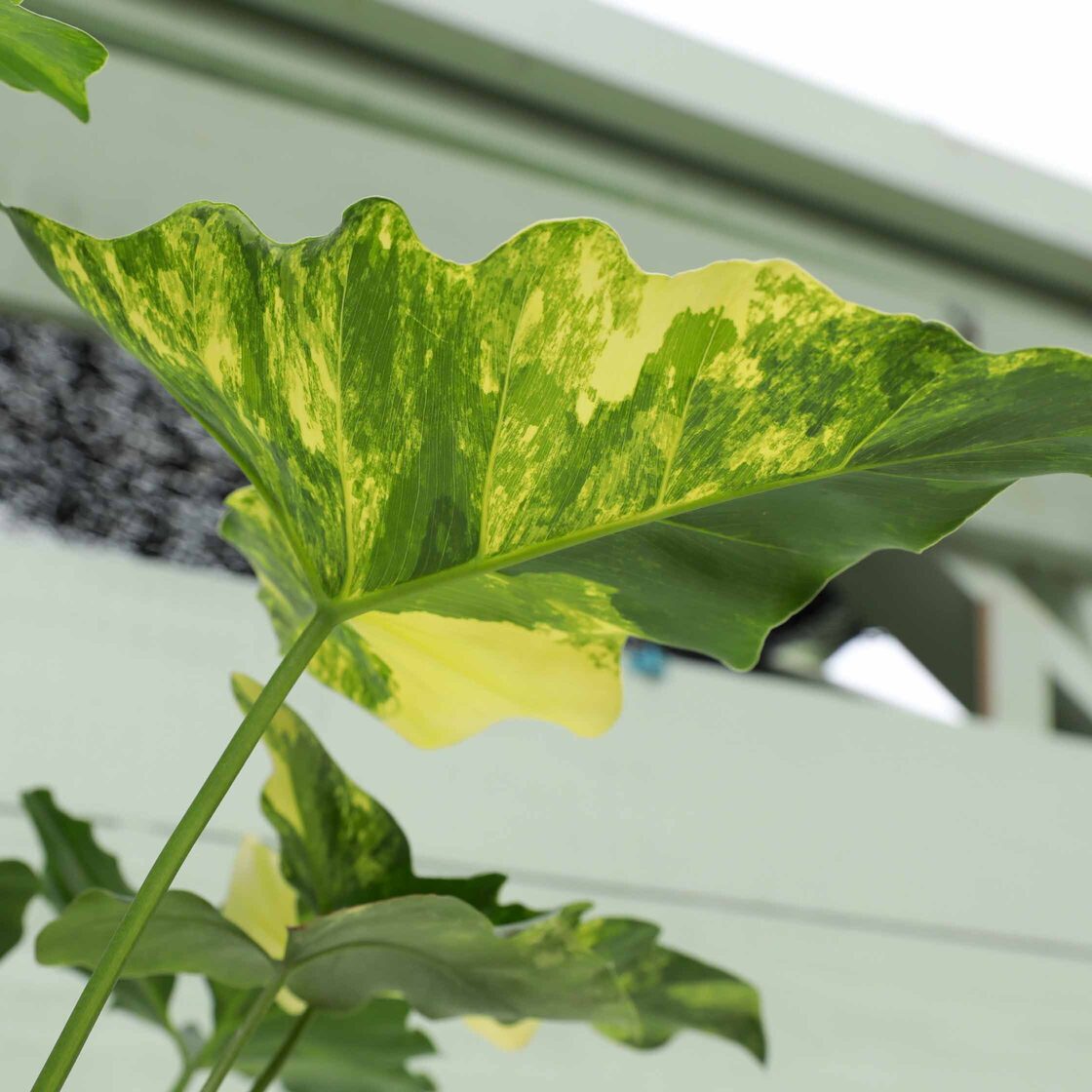 フィロデンドロン ウィリアムシー斑入り（Philodendron 