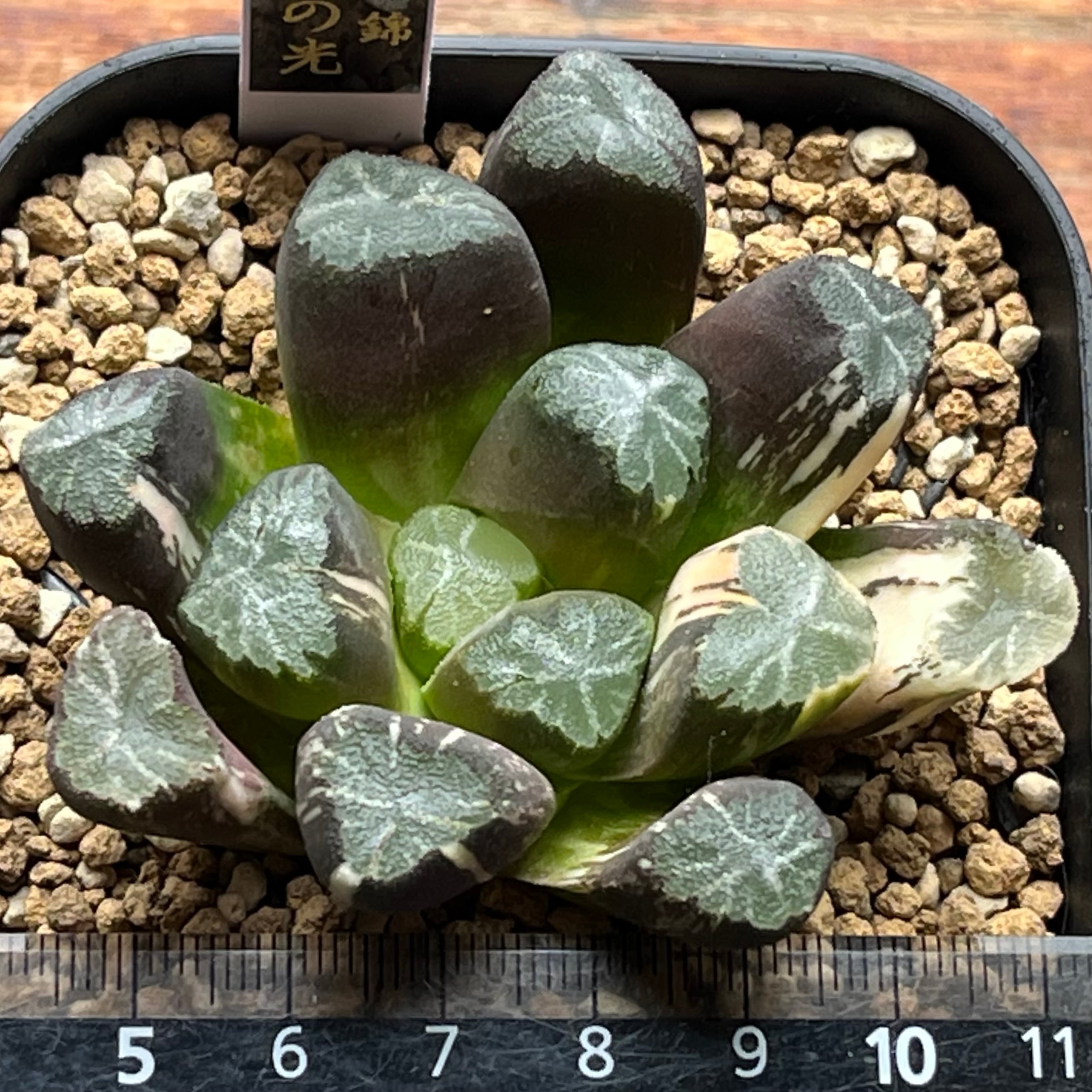 ハオルチア 万象錦 紫晃の光 | mocono_plants