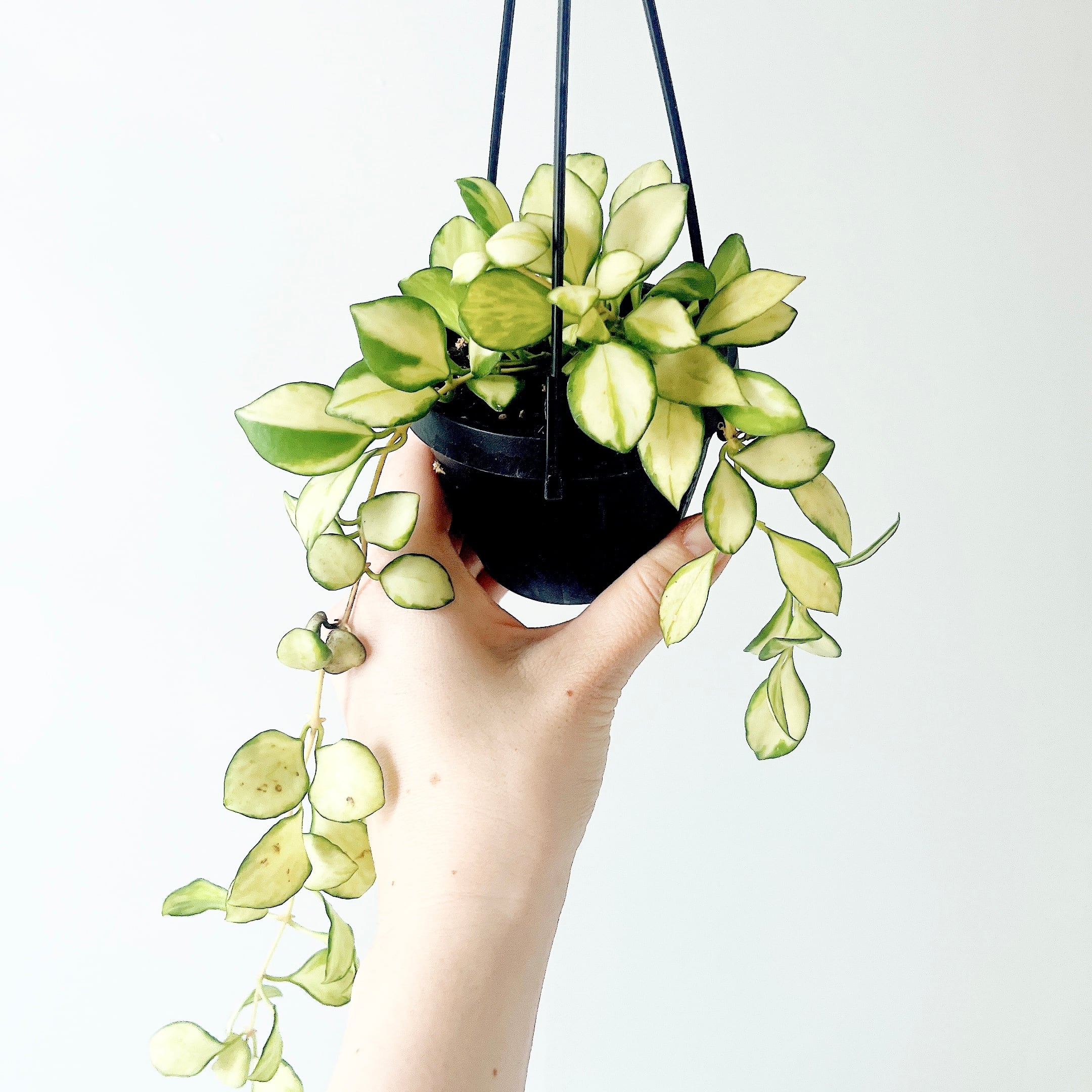 人気》フィッシュボーンカクタス ハンギング 観葉植物 calm cafe