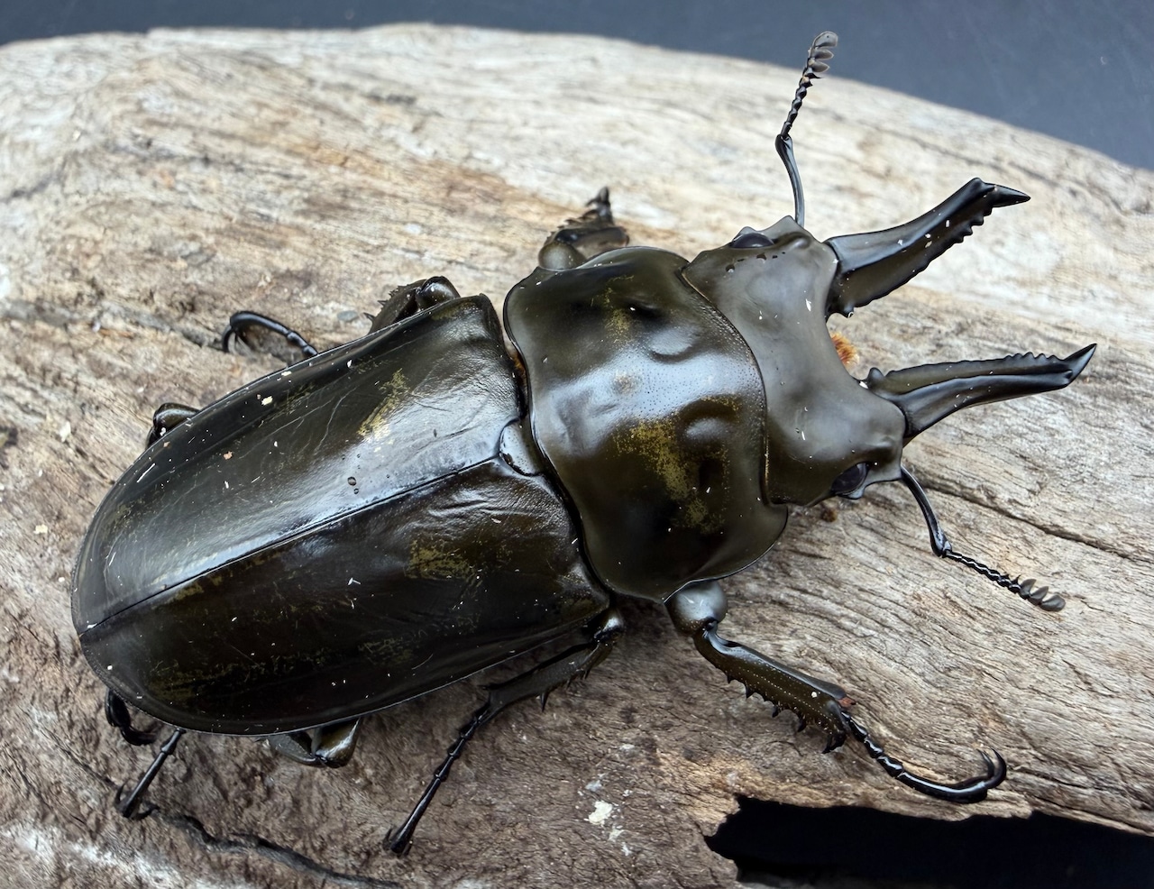 【F0】《ローゼンベルグオウゴンオニクワガタ 60mm ペア》