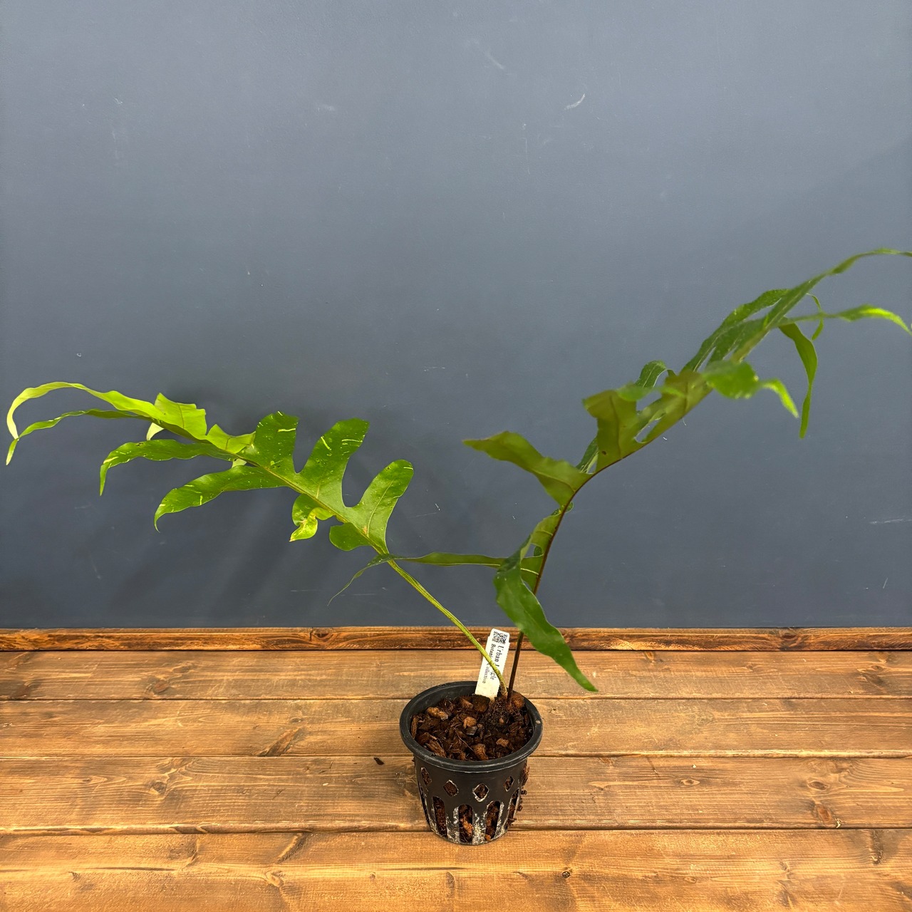 ドリナリア　クエルシフォリア　斑入り【579】