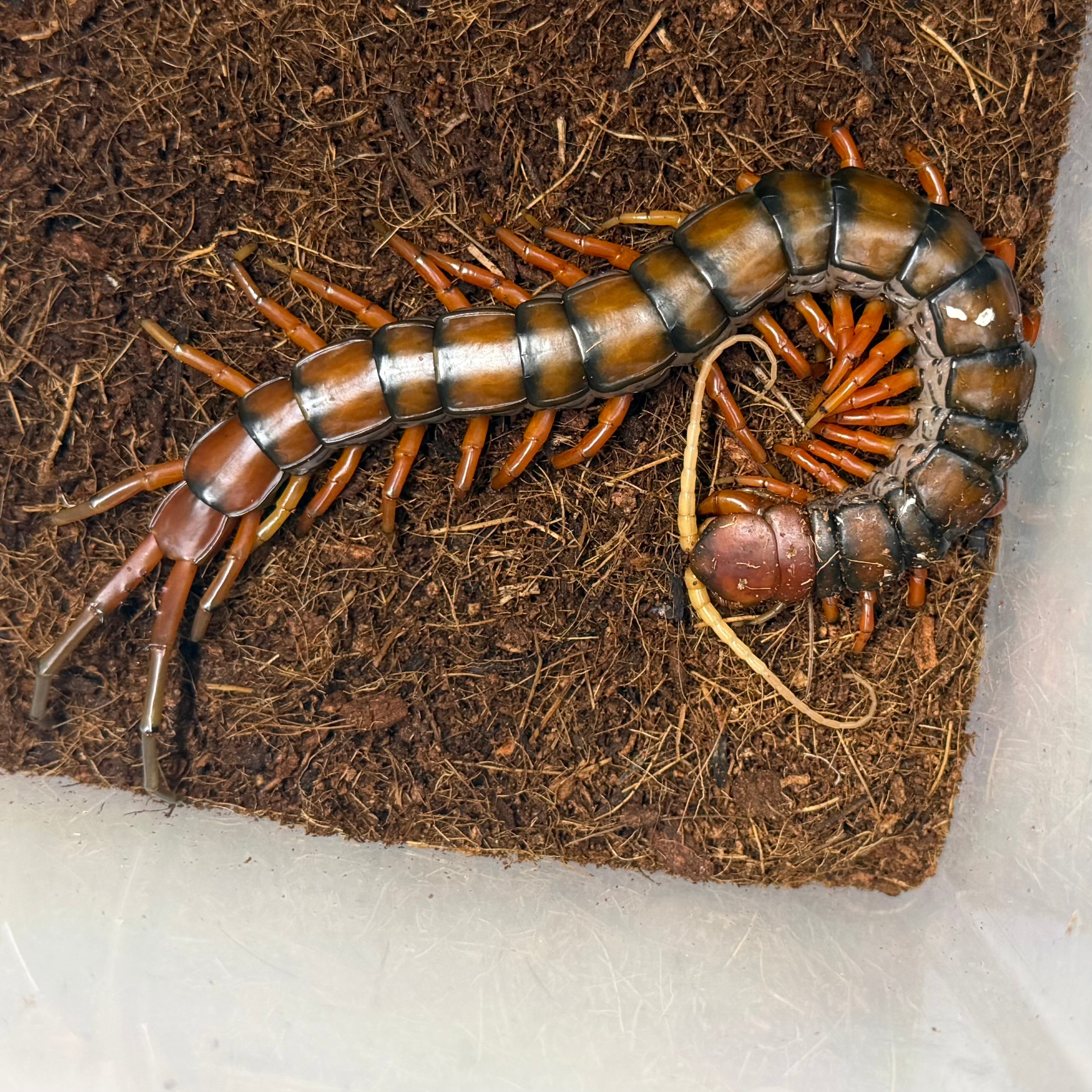 ムカデ | 昆虫ショップ BUG FOREST 【カブト、クワガタ、ダンゴムシ