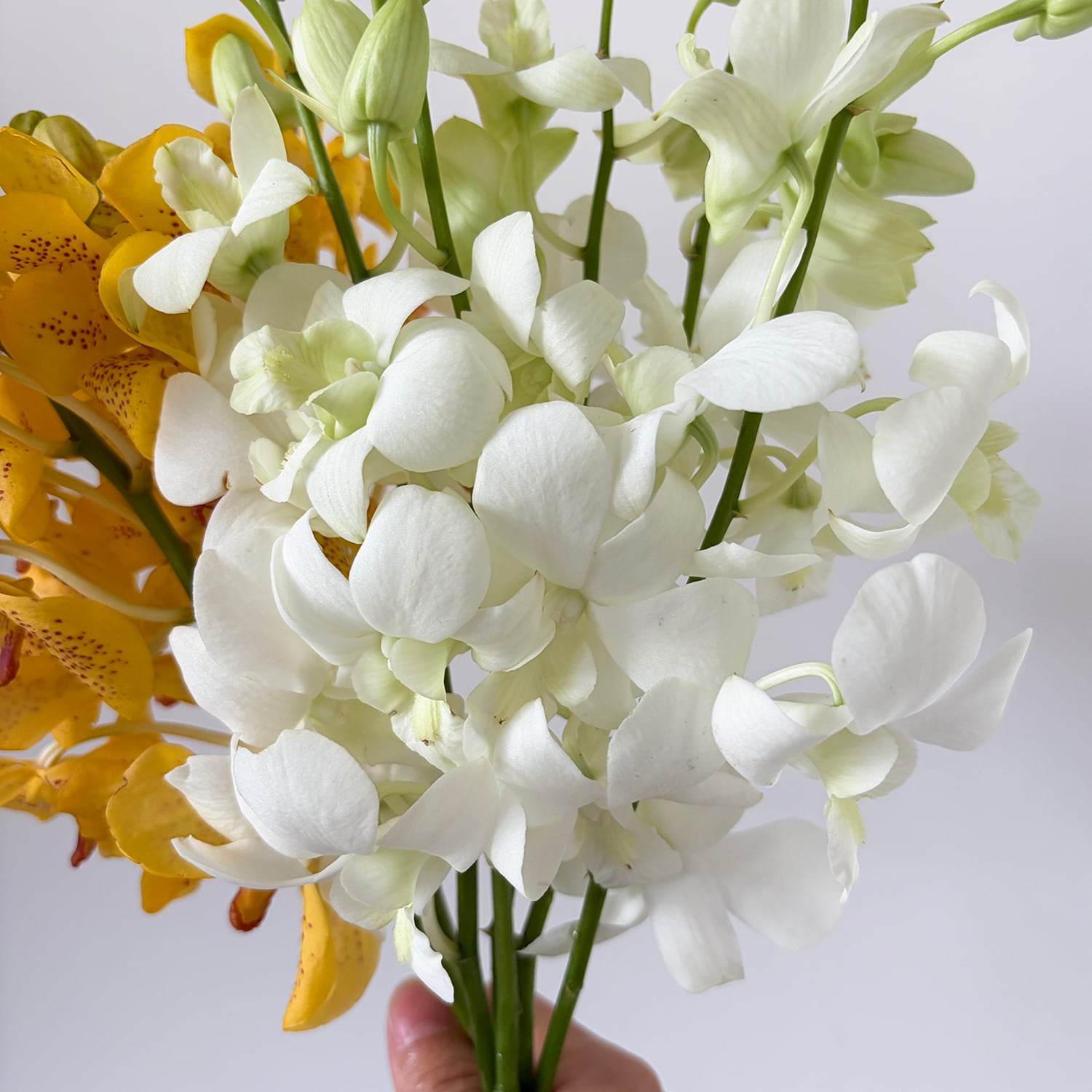 【完売】デンファレ&モカラで南国気分♪|送料&クール便込み|花束・生花|フラワーロス救済