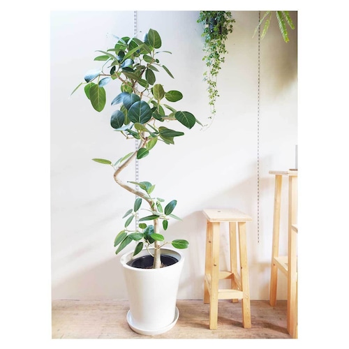 Ficus benghalensis