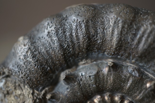 イギリス産黄鉄鉱化アンモナイト  Pyritized Ammonite 2313