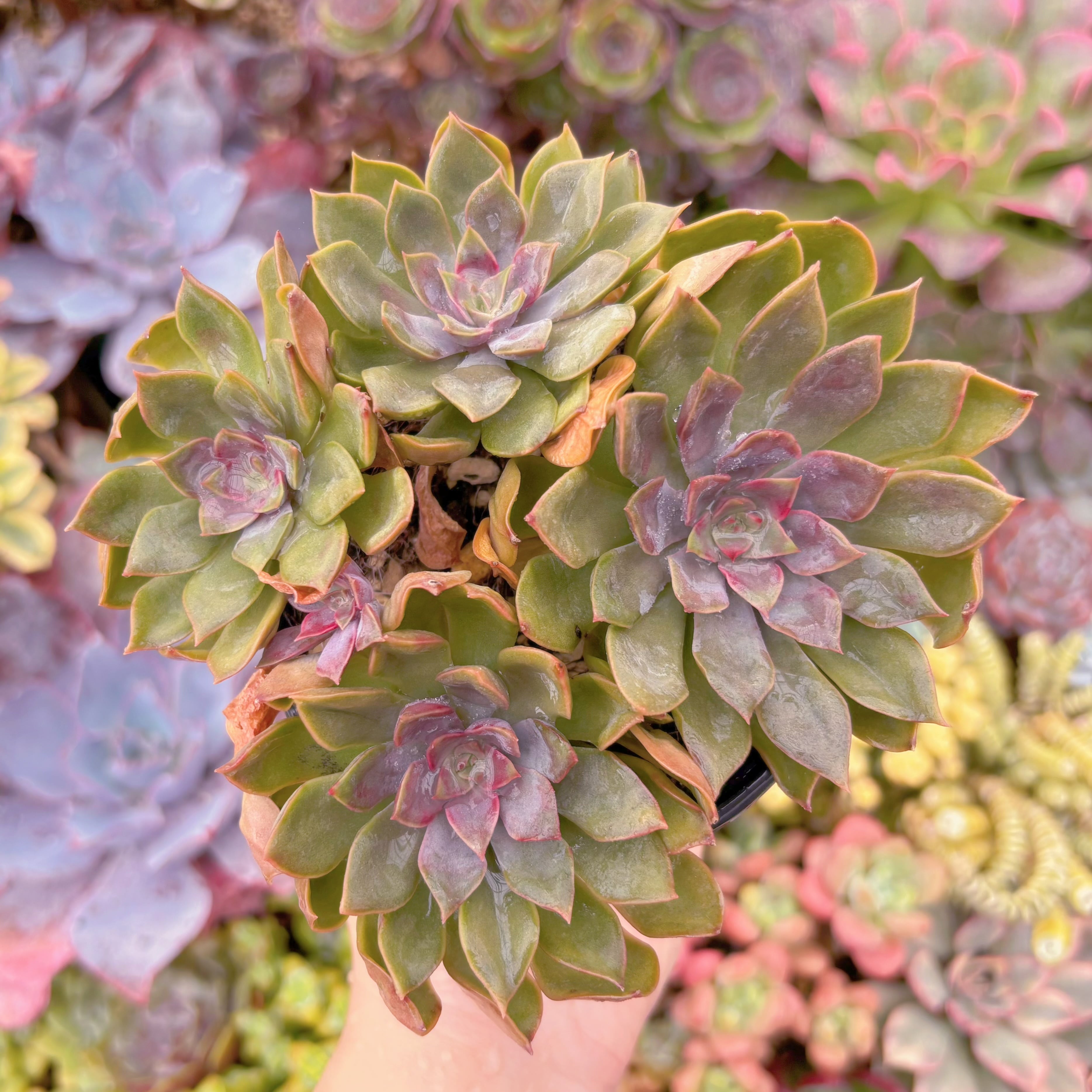 現品　mina#F007　るる農園