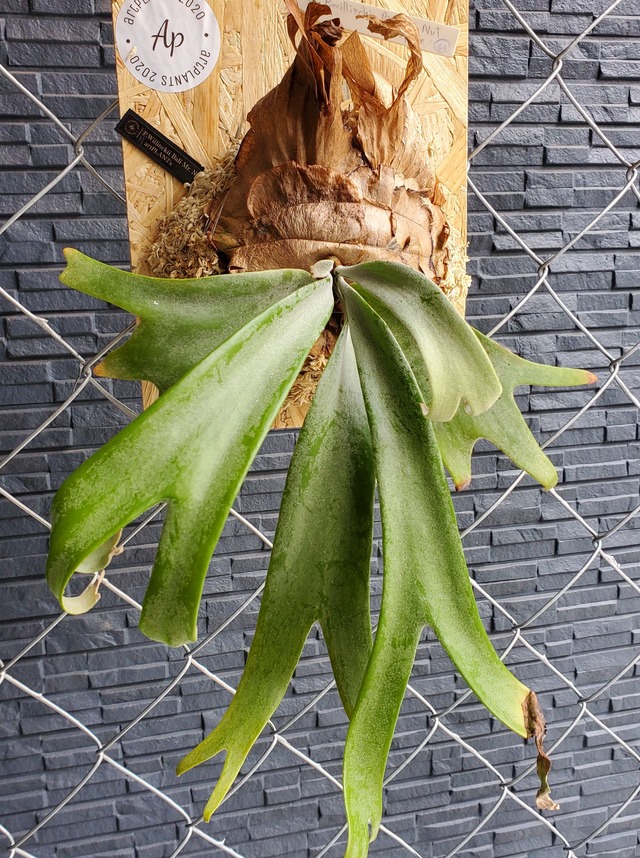 P.Willinckii Bali Mr.Nut (Spore)【artPLANTs】ビカクシダ/Platycerium