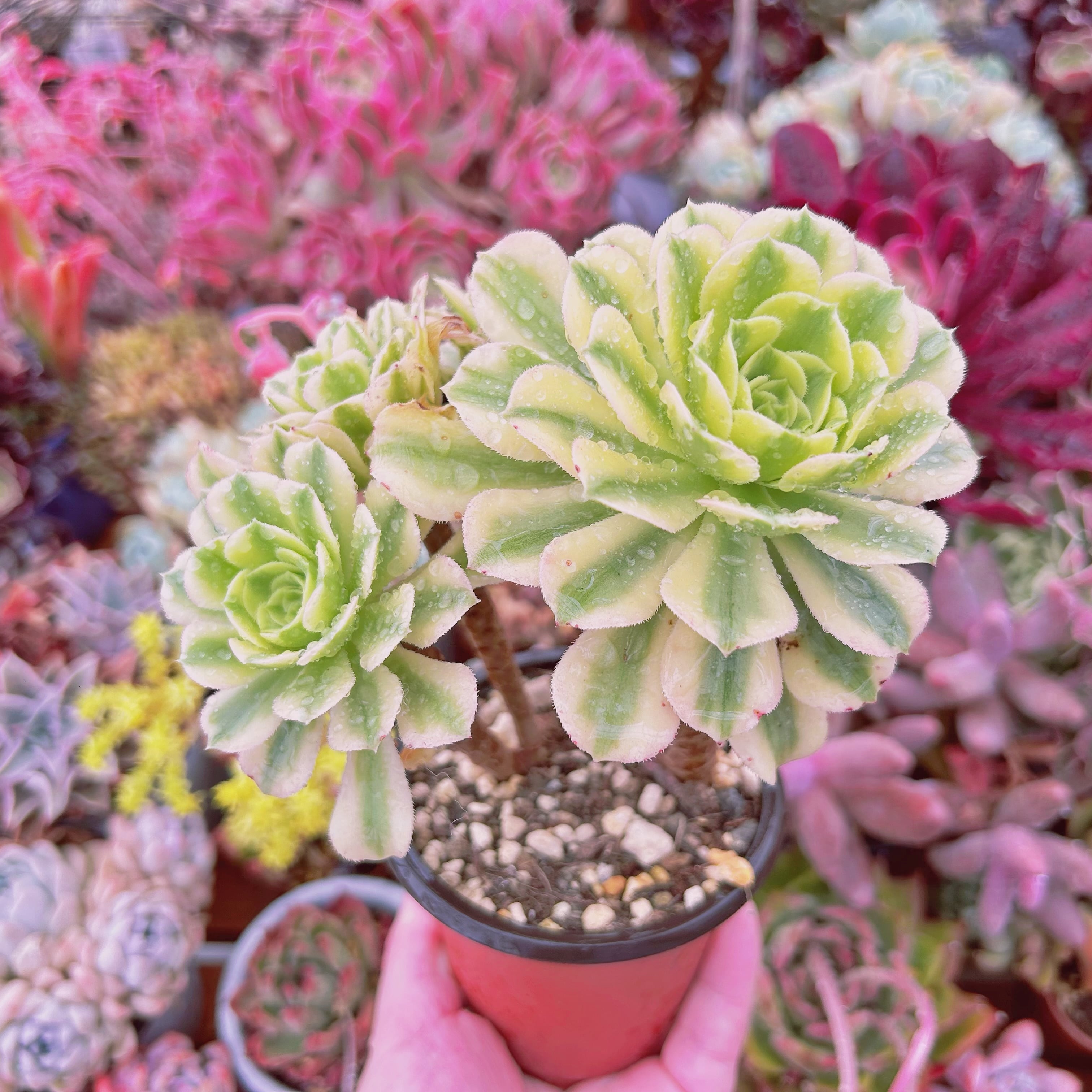 現物 多肉植物 富士雪 特大 抜き苗 | るる農園~多肉植物専門 現物 多肉植物 富士雪 特大 抜き苗 | るる農園~多肉植物専門