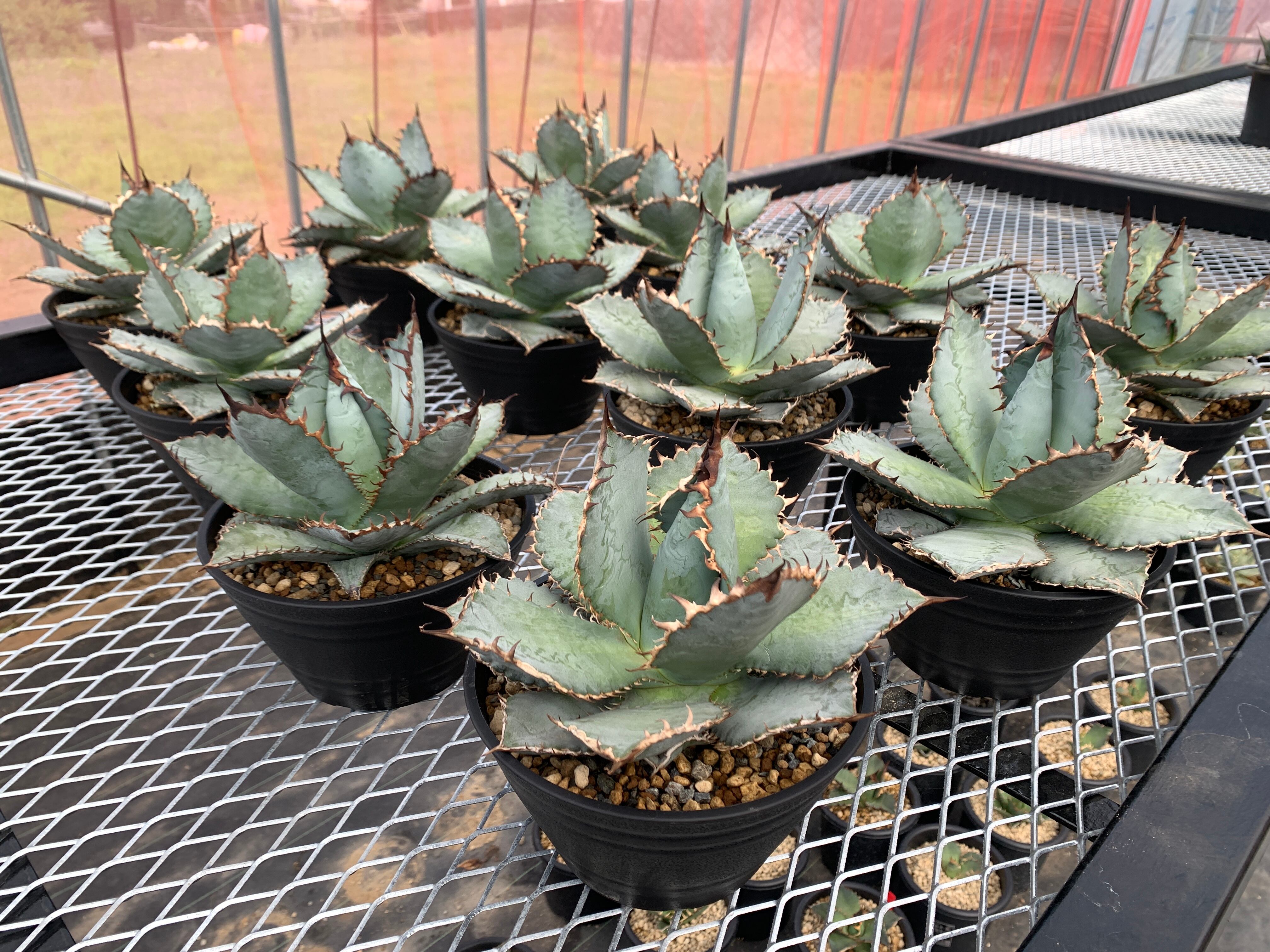 アガベ　チタノタ　CG-02 aka.COK アガベ チタノタ COK aka CG-2 ② | HZPLANTS STORE