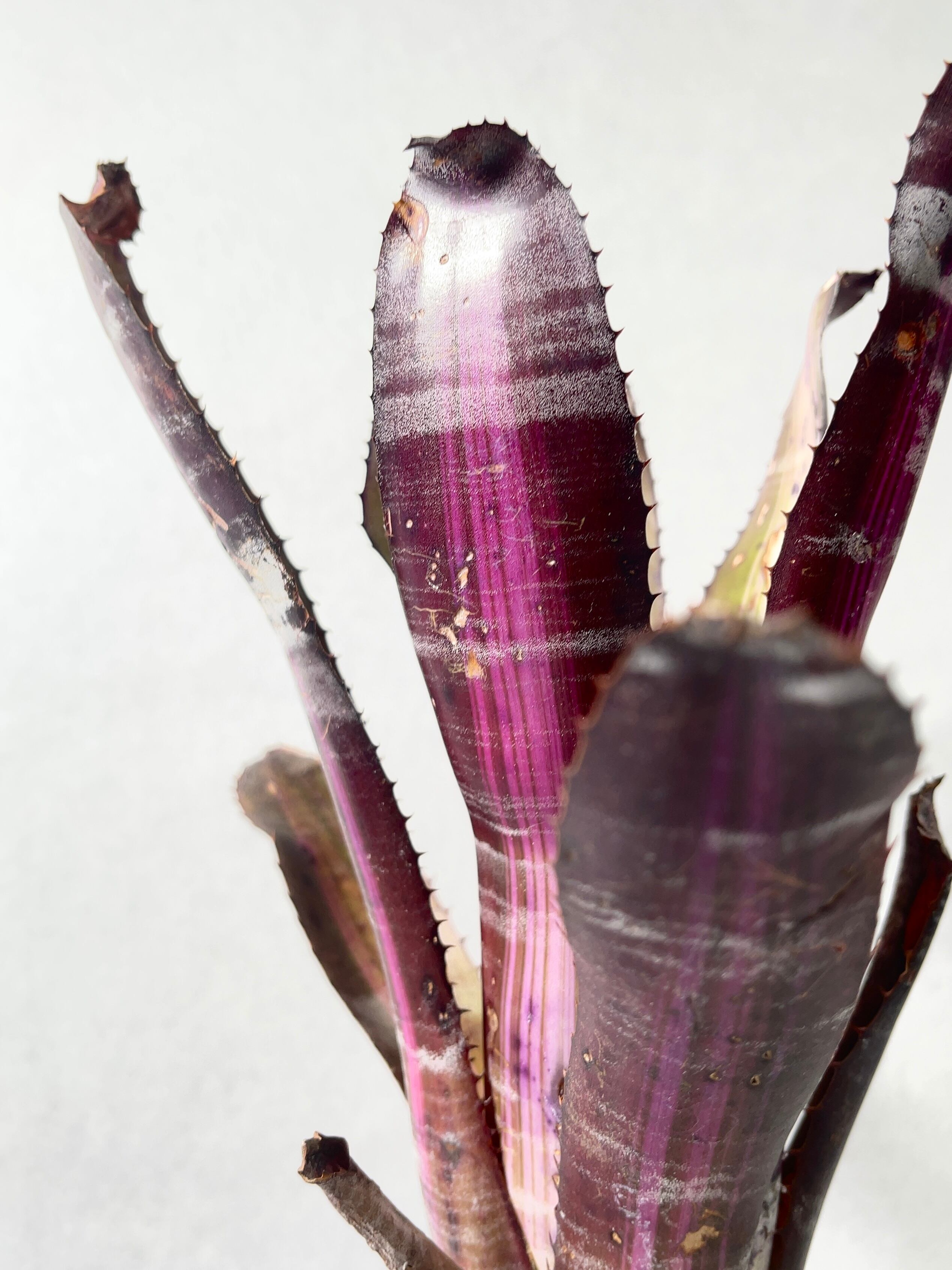 エクメア・ロベルトメネスカル | trigger