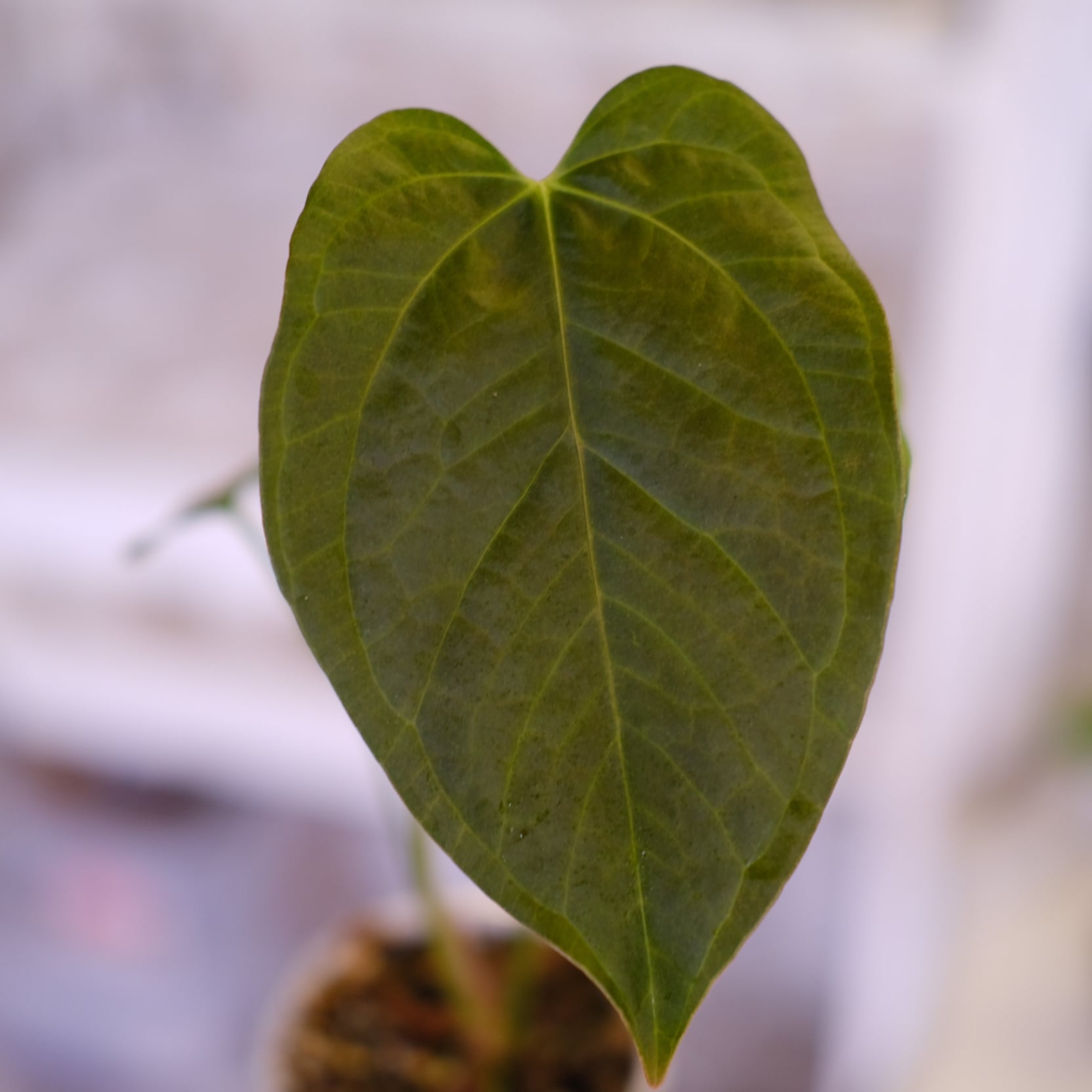 アンスリウム・ミシェル × エースオブスペード / Anthurium 'Michelle