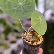 Stephania kaweesakii / ステファニア カウィーサキー⑯ / 観葉植物