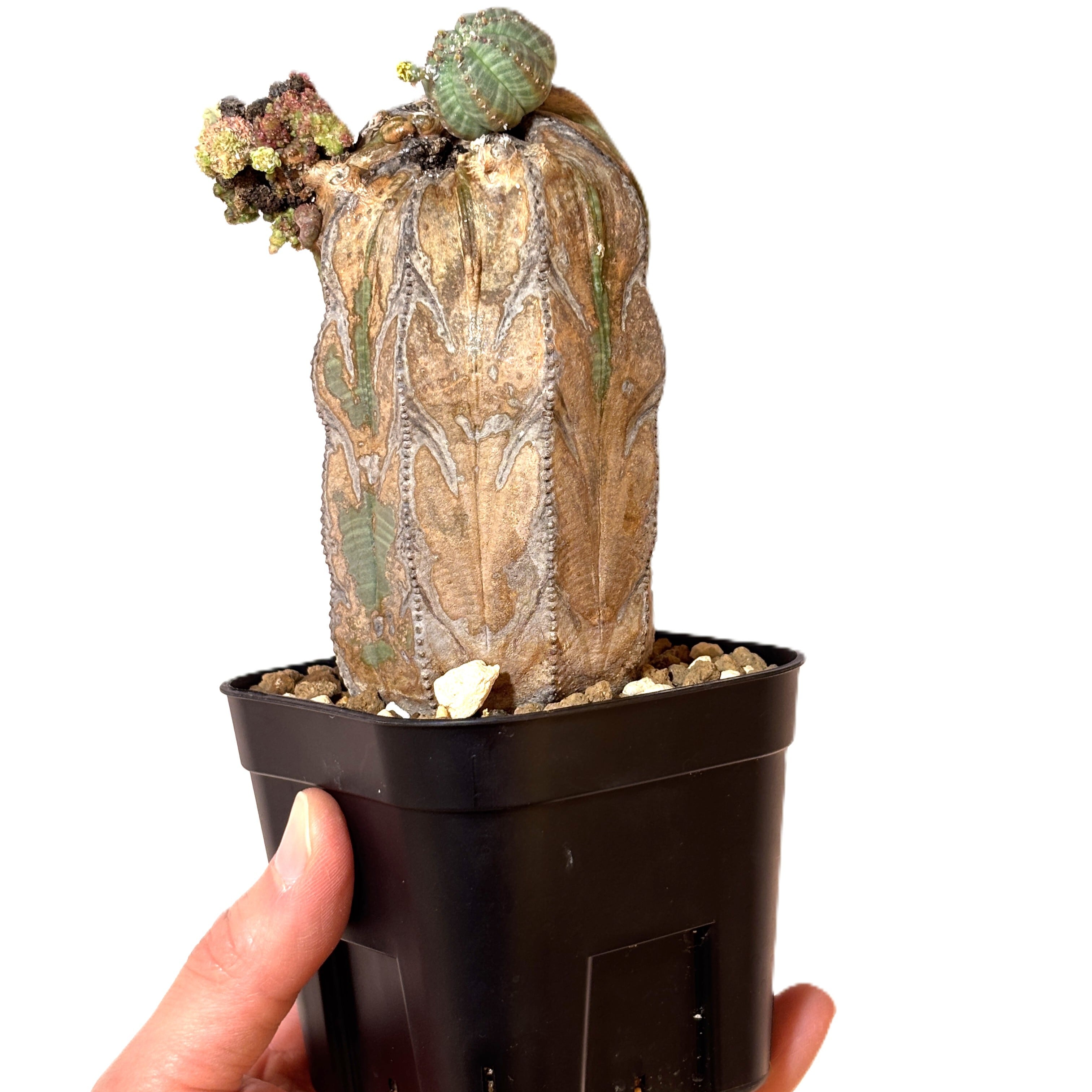 Euphorbia obesa 'Old Wood' - Mutant Tower (Raw Specimen