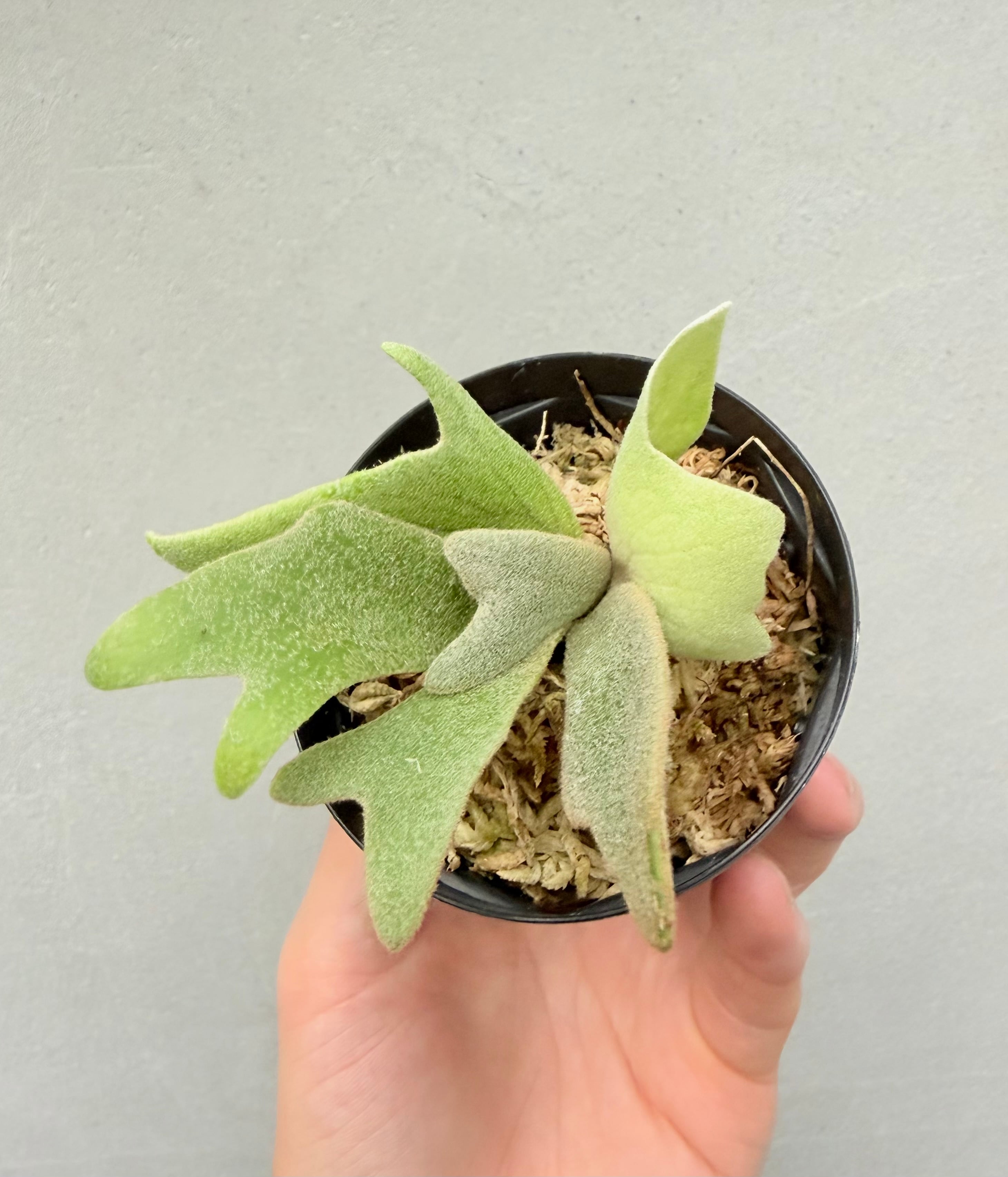 ビカクシダ willinkii Dwarf,Ginka mix2 美品 c) P. willinckii 'Frosty Maiden' spore grown ②ビカクシダ