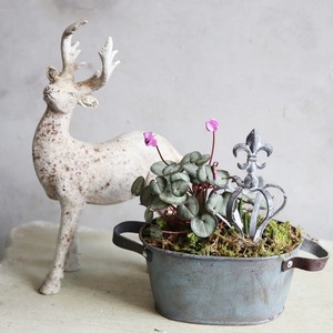 球根を楽しむ寄せ植え　クラウンピックをつかった小さな寄せ植え　お部屋にもオススメ　届いてすぐ玄関に飾れる 　プレゼントにもオススメ　