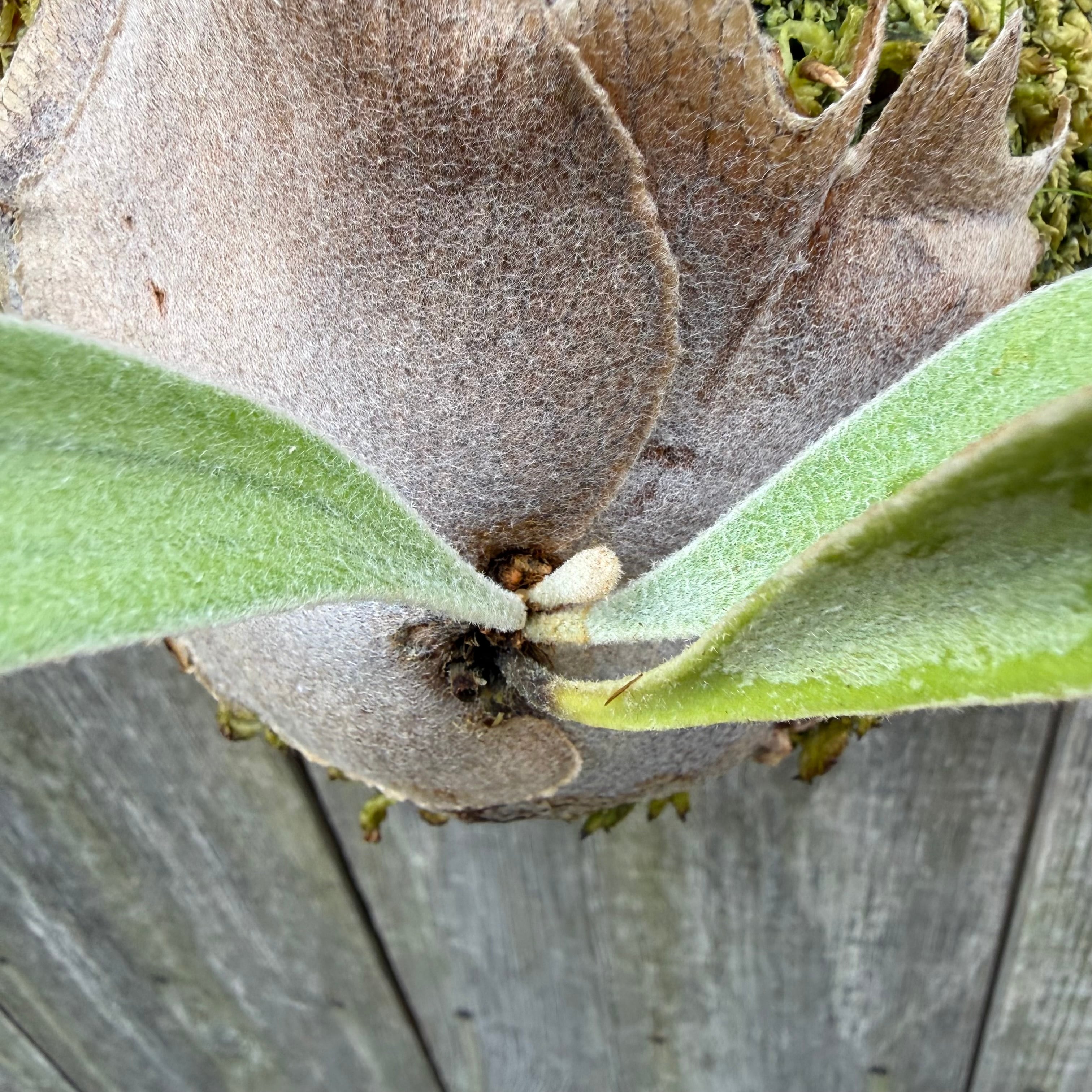 P. veitchii wild spore | naturefix