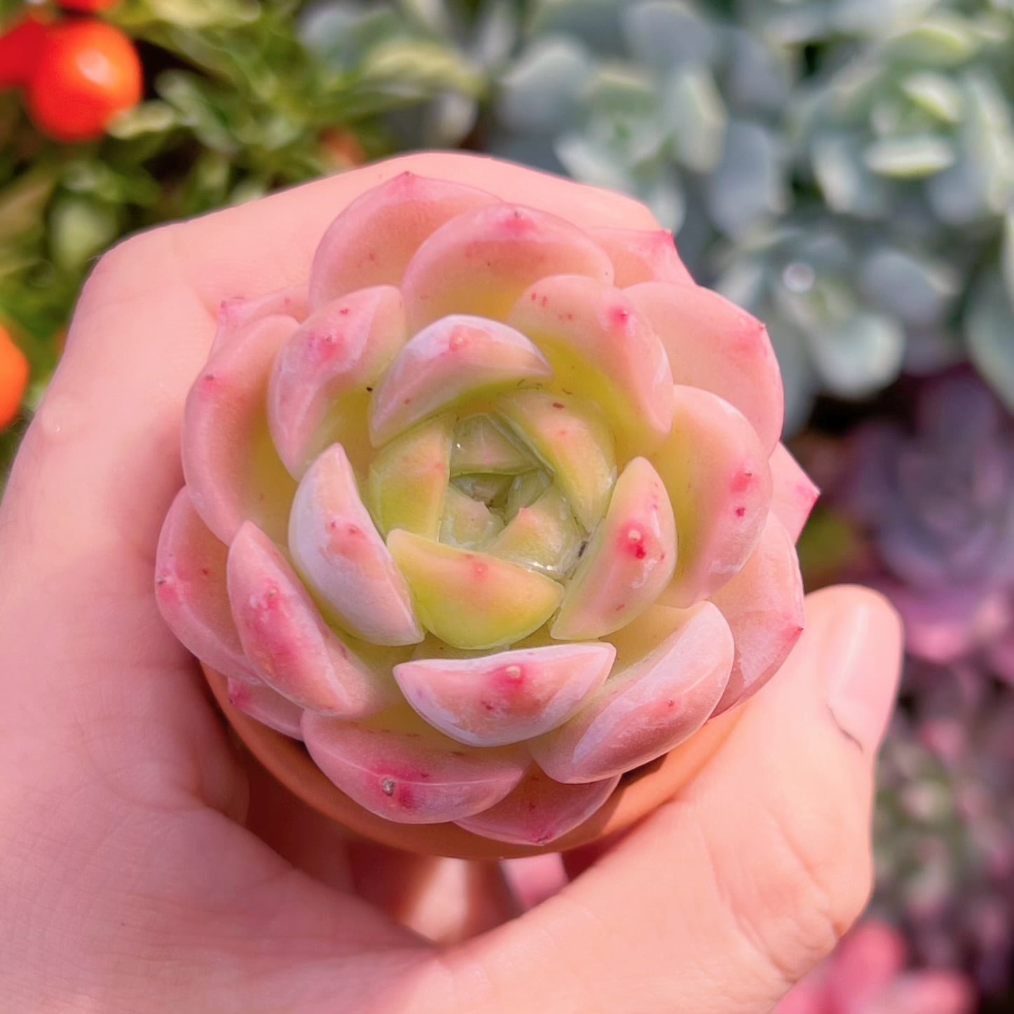 多肉植物　アルバビューティーxルビン　新入荷　るる農園