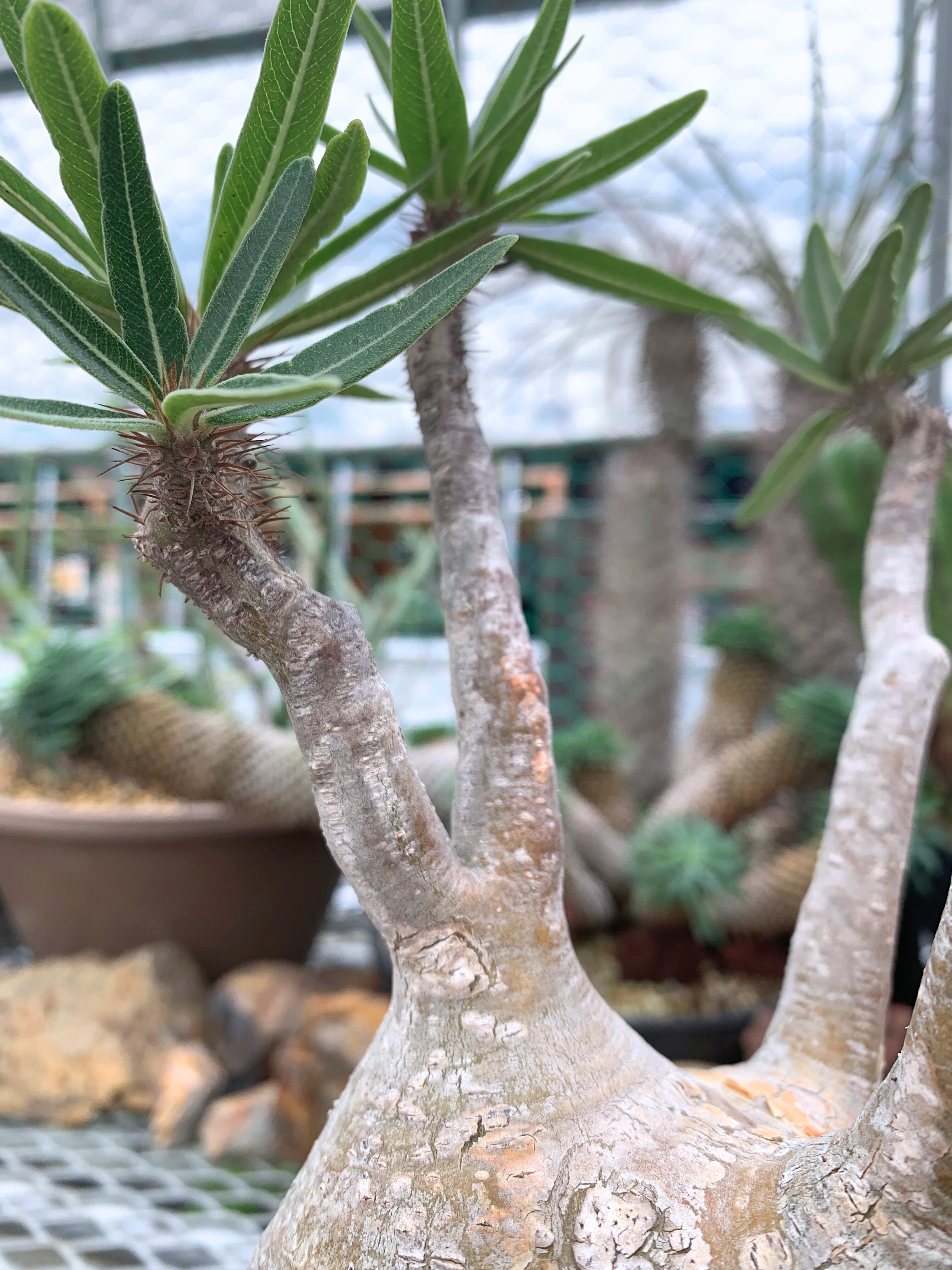 パキポディウム グラキリス P016【送料着払い】 | CACTUS330