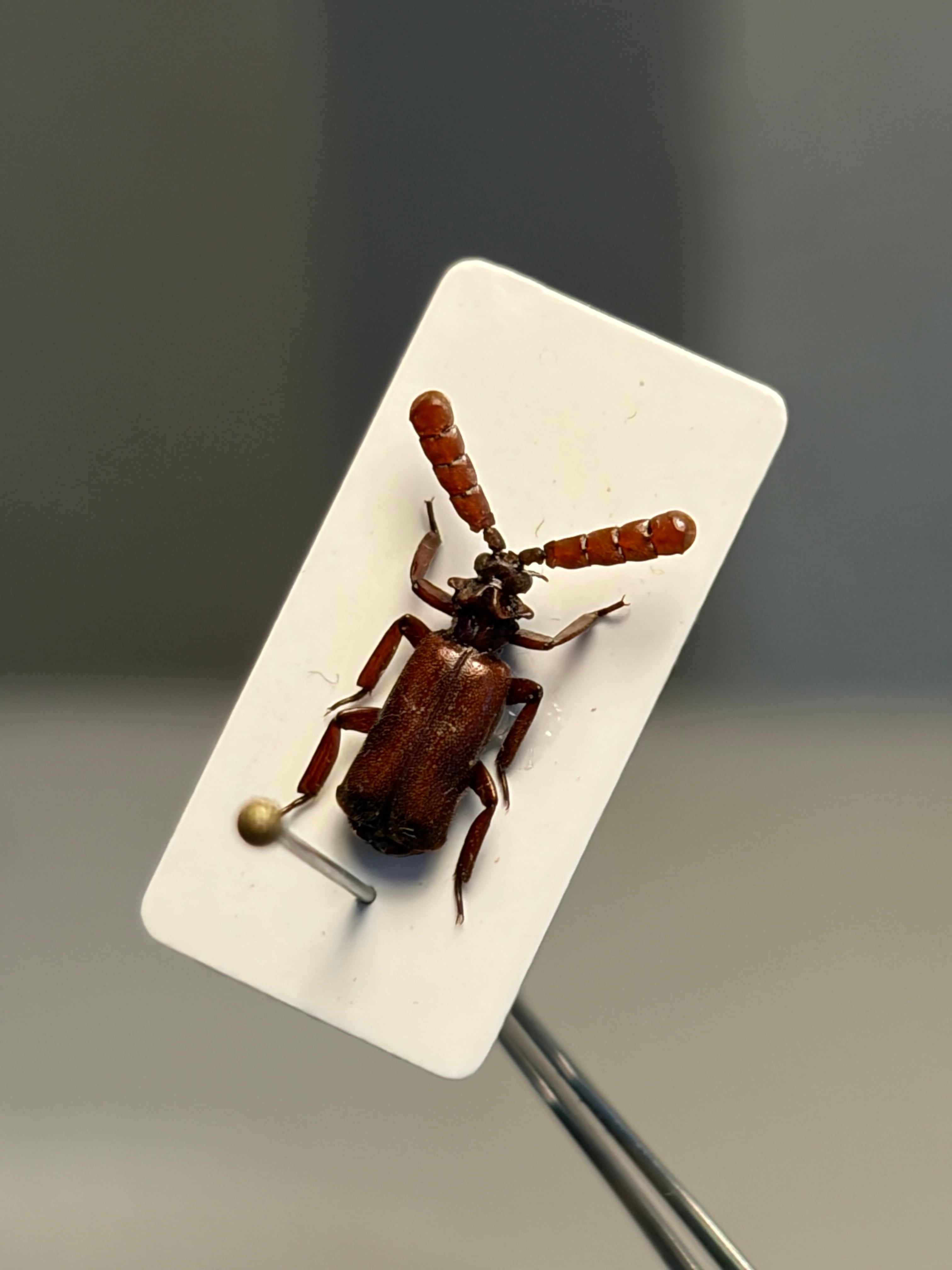 12mm】ザンビアのヒゲブトオサムシの一種 標本 とんでもない甲虫