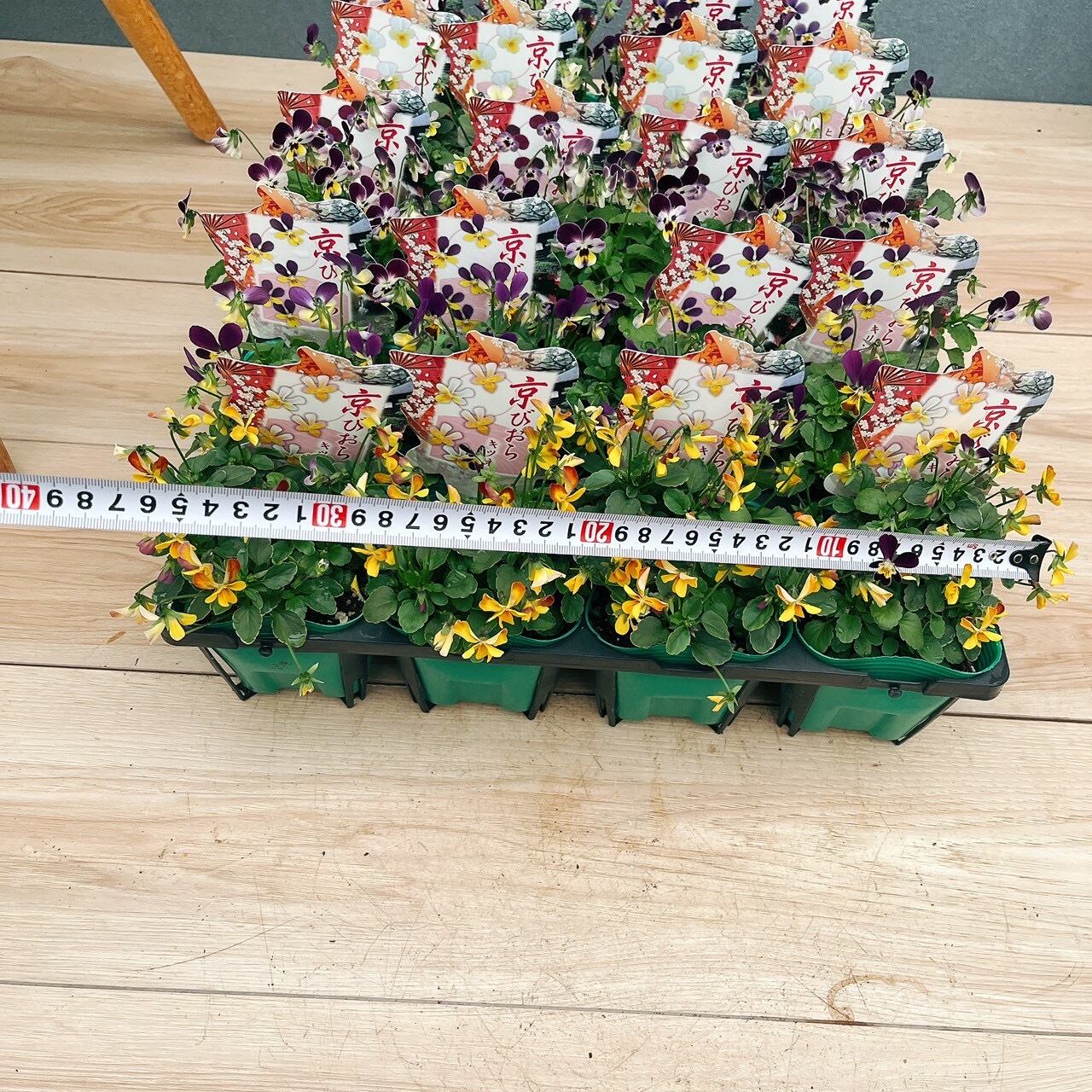 在庫］京びおら 20ポットMIX 3.5号 庭 ガーデニング 花 小輪 スミレ科