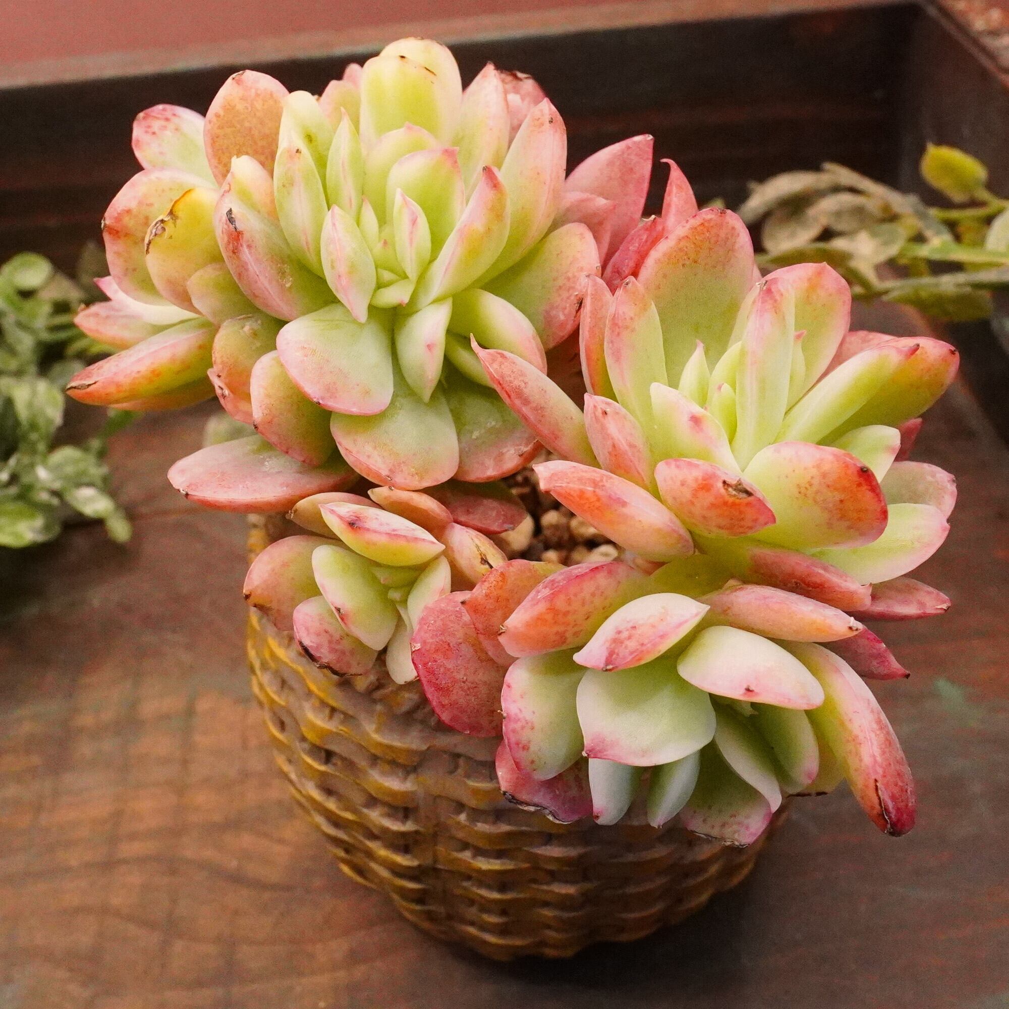 多肉植物 韓国苗 グリーンエメラルド錦|花、園芸 多肉植物 韓国苗 グリーンエメラルド錦|花、園芸