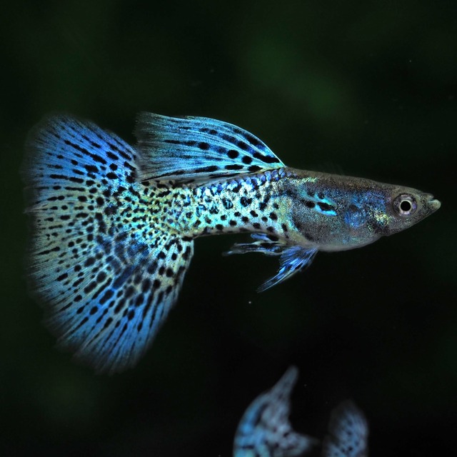 【セール】メタルシルバーブルーレースビッグドーサル　2ペア