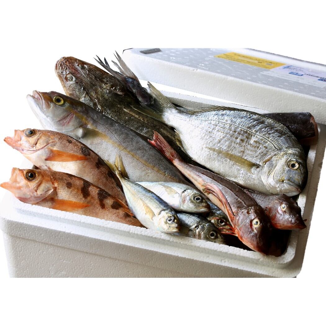 魚卓 鮮魚セット お試し 湘南茅ヶ崎 顔の見えるお店