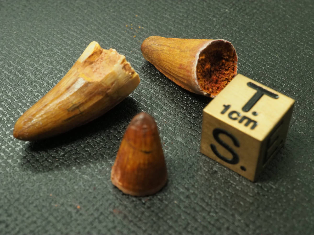 3本セット！ワニの歯化石【Unidentified Crocodile】【4.4 g