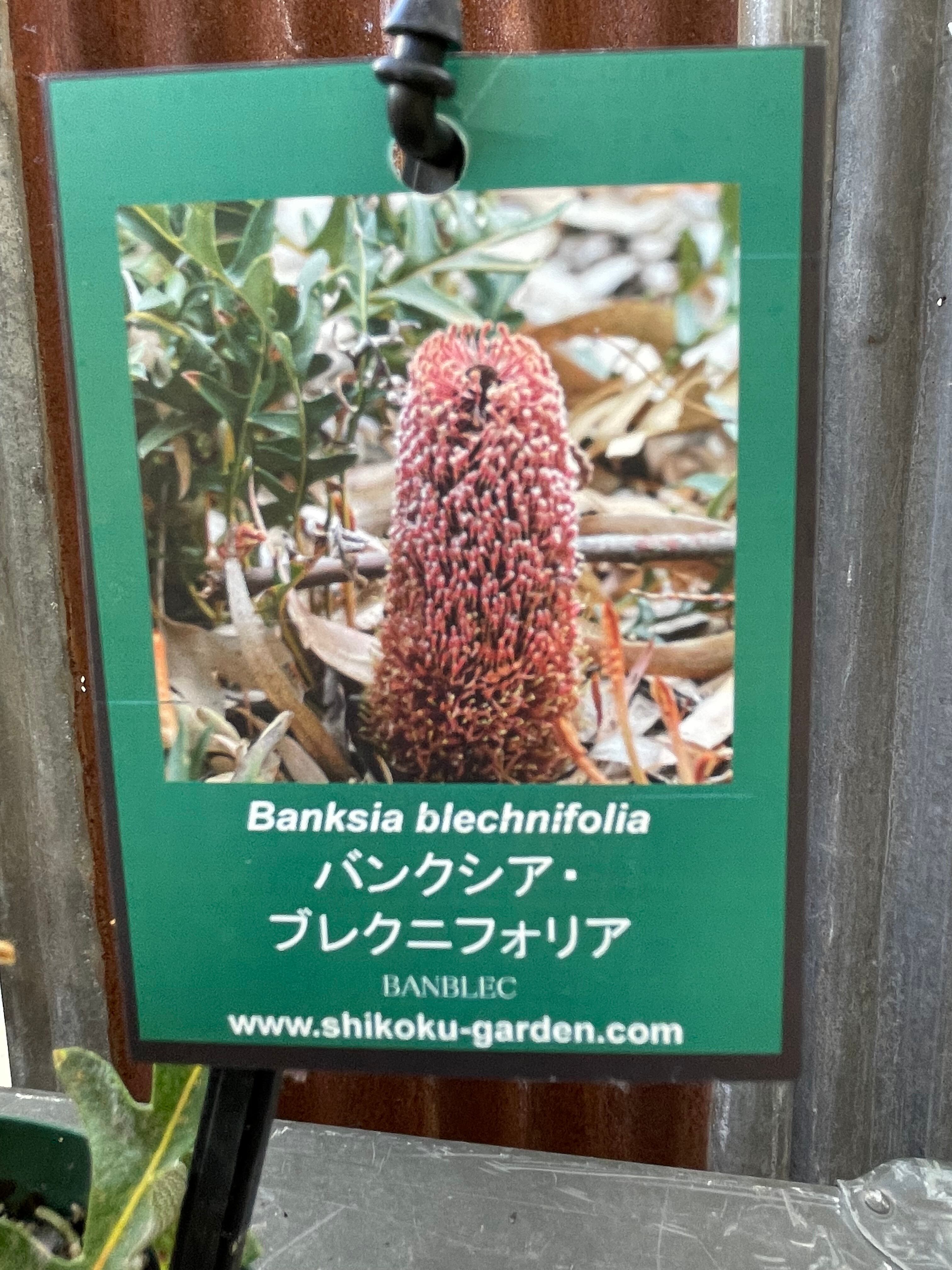 バンクシア ブレクニフォリア11 | 沼ノ上農園